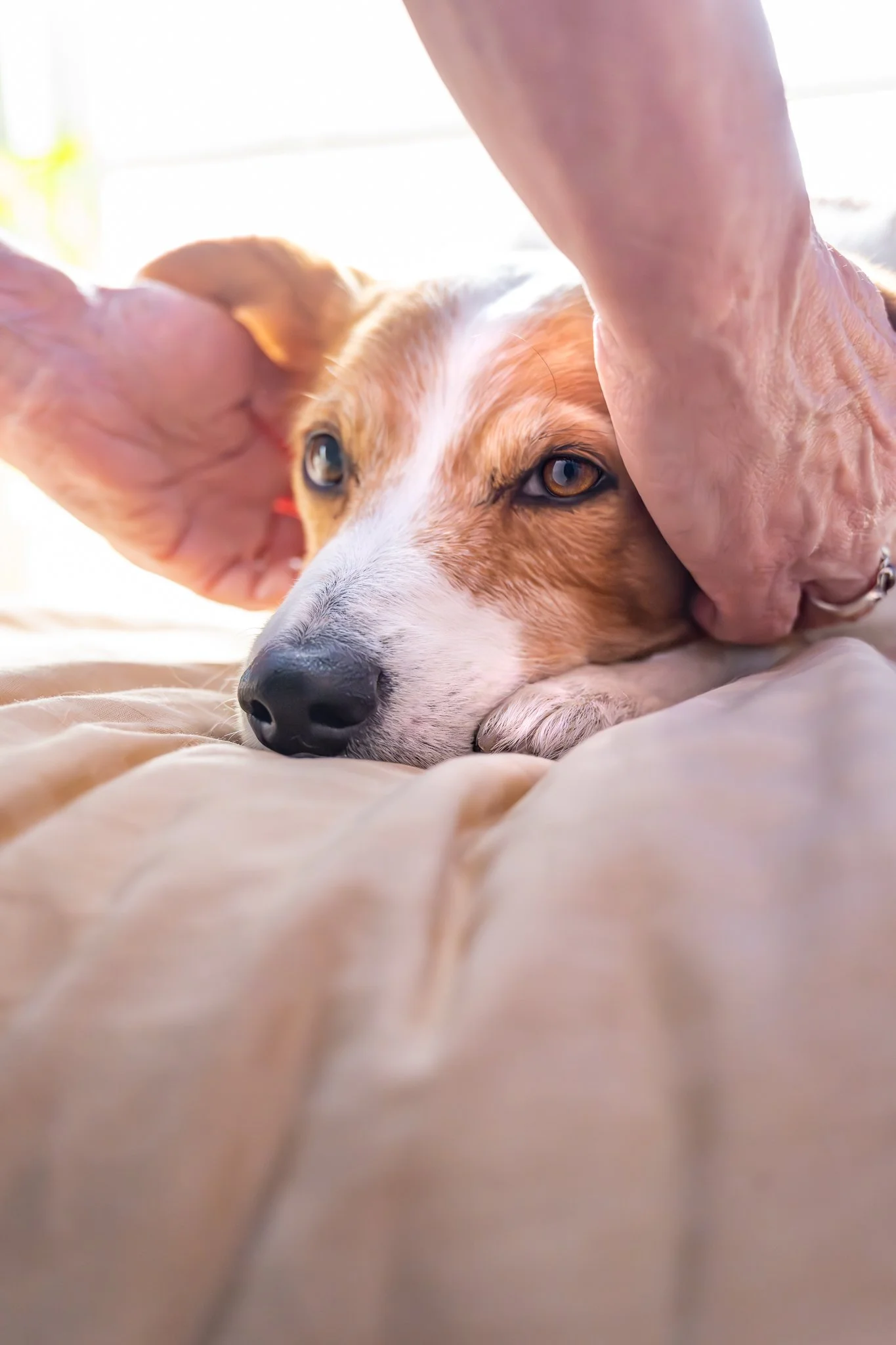 animal reiki 2026