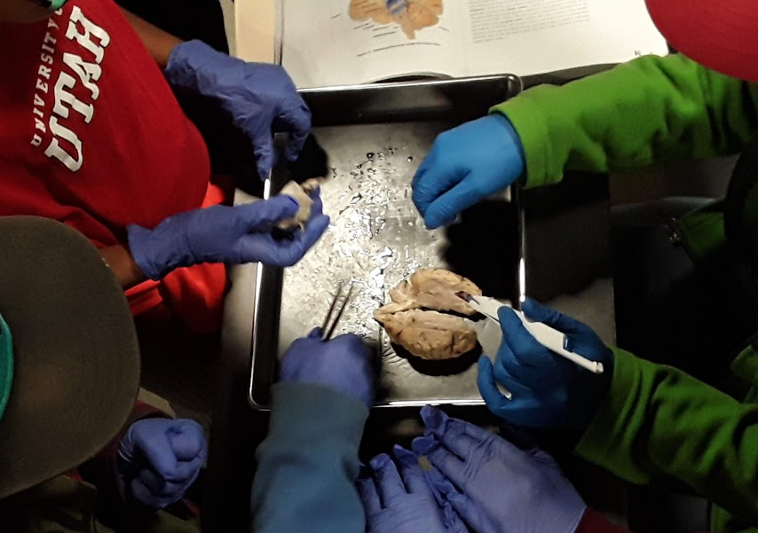 anatomy-academy-children-learning-body-dissection-utah