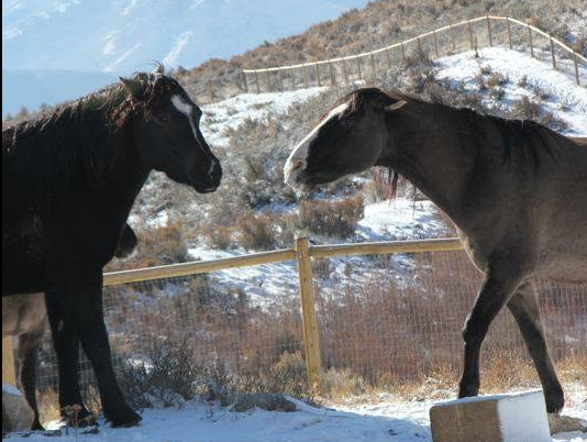 horses and cancer