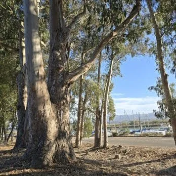 mindful living Central Coast