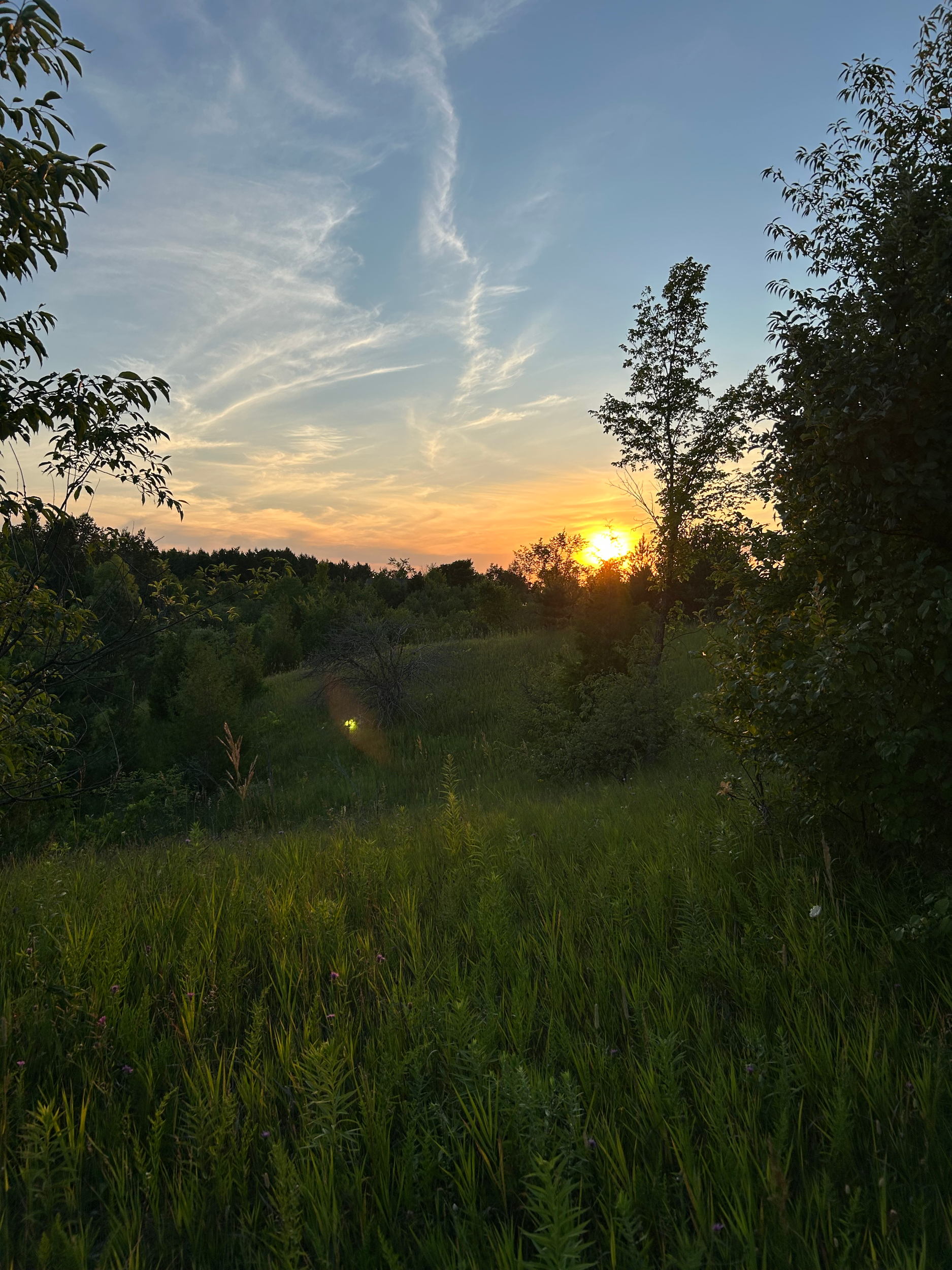 Sun setting behind trees in a grassy field with a blue sky and wispy clouds