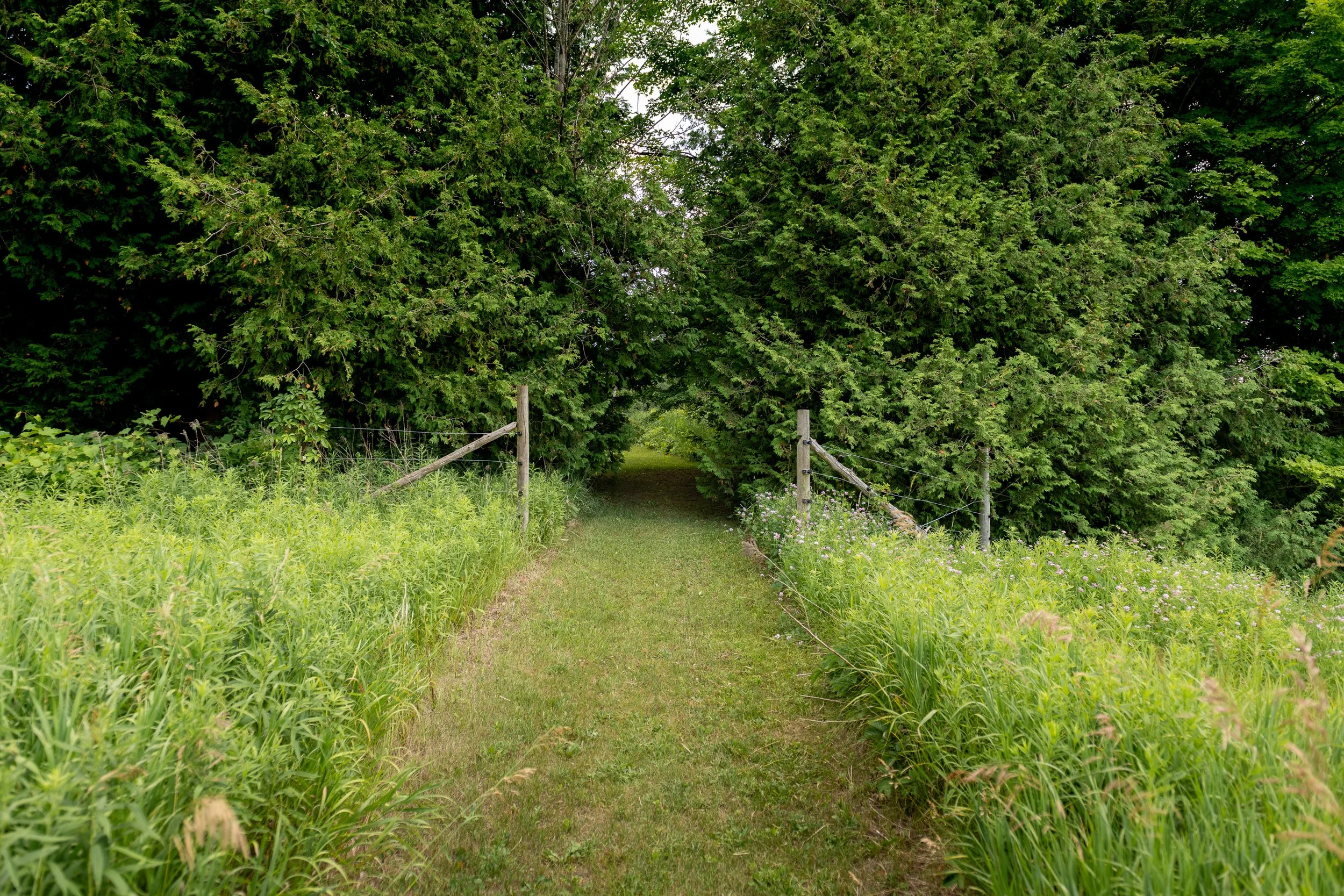 A grassy trail surrounded by green bushes and trees, with a wooden fence on each side, leading into a dense, leafy forest.