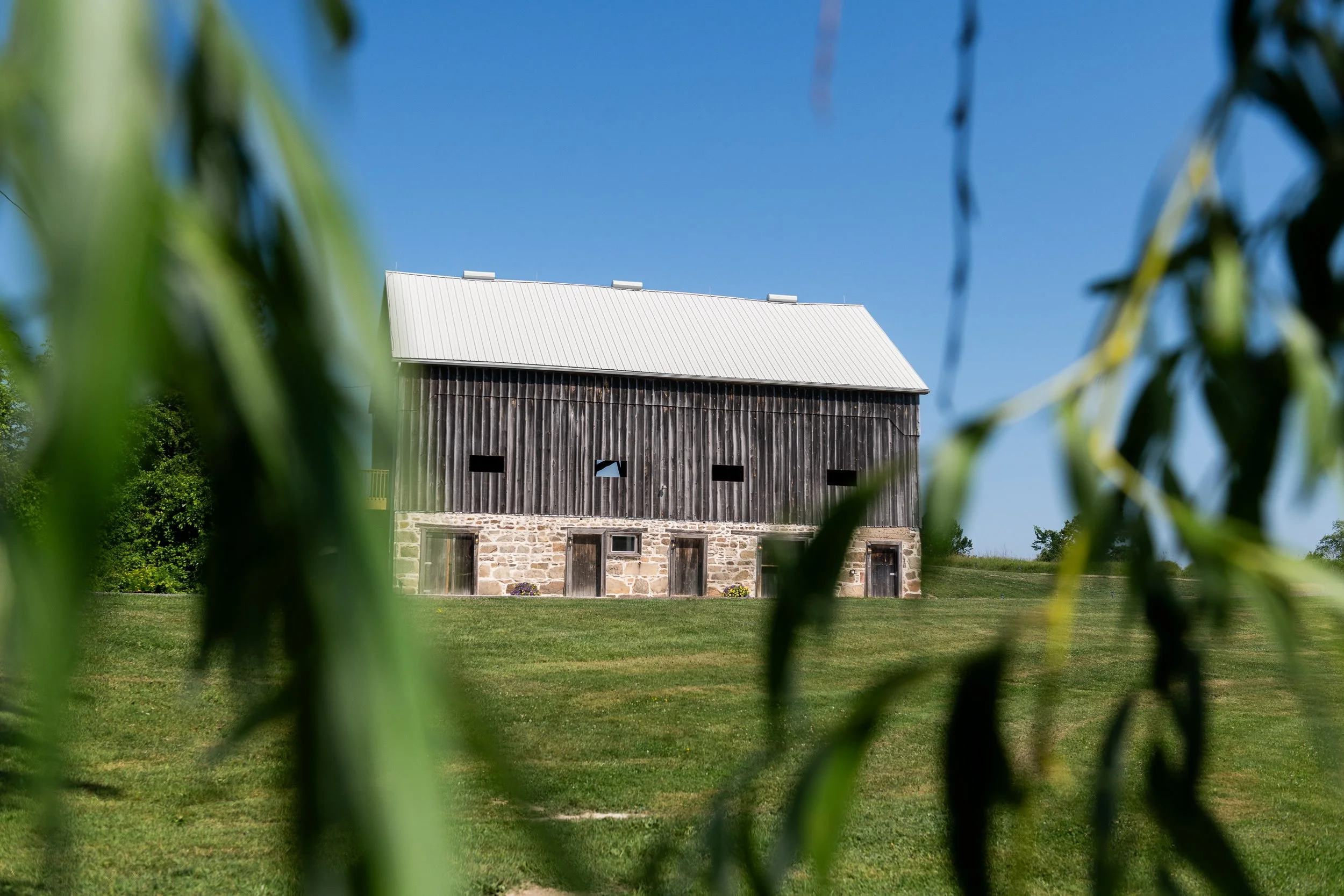 A rustic barn viewed through blurred green leaves, with a stone foundation, wooden upper structure, and a metal roof under a clear blue sky.