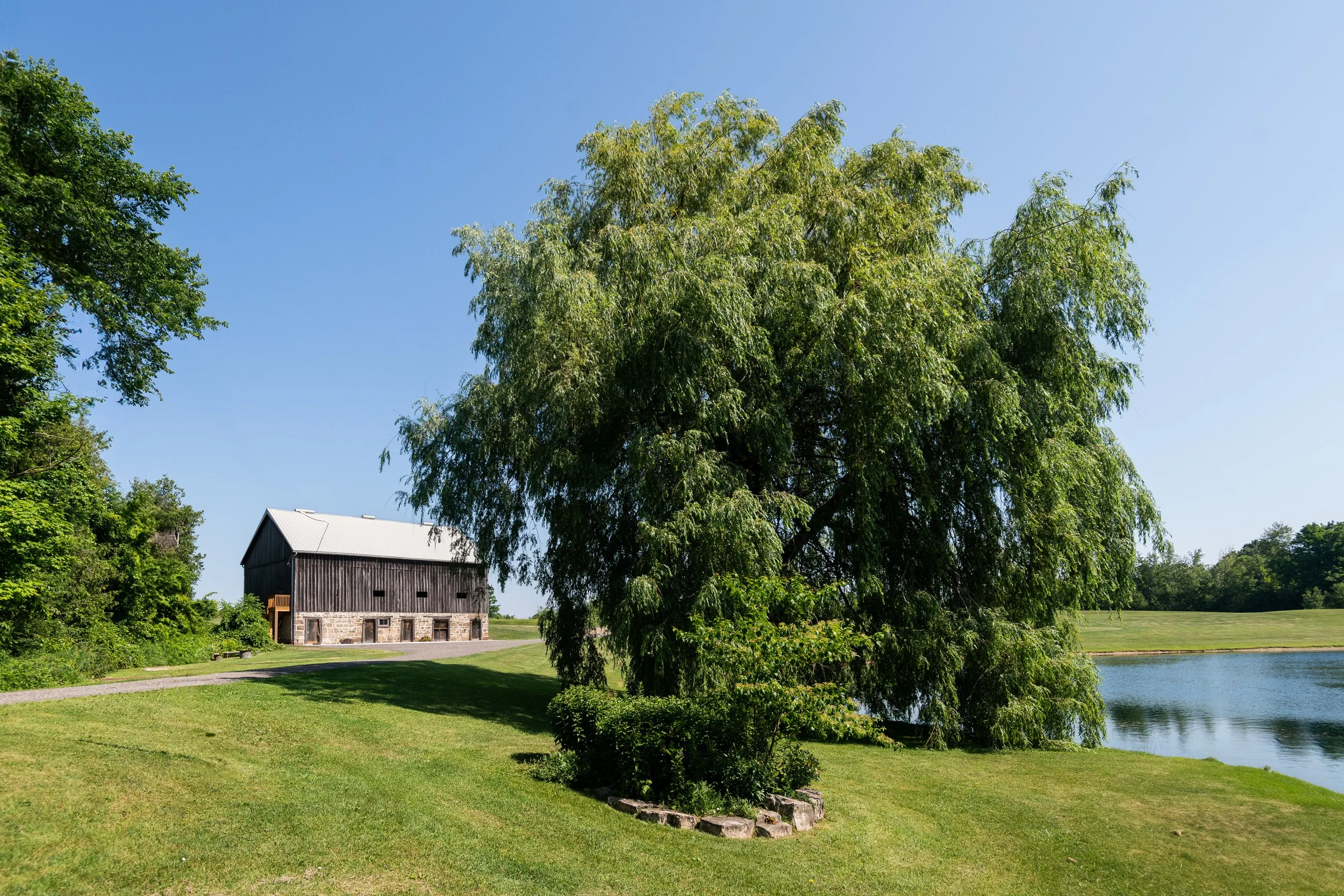 A large leafy green tree on a grassy lawn near a pond, with a rustic barn in the background under a clear blue sky.