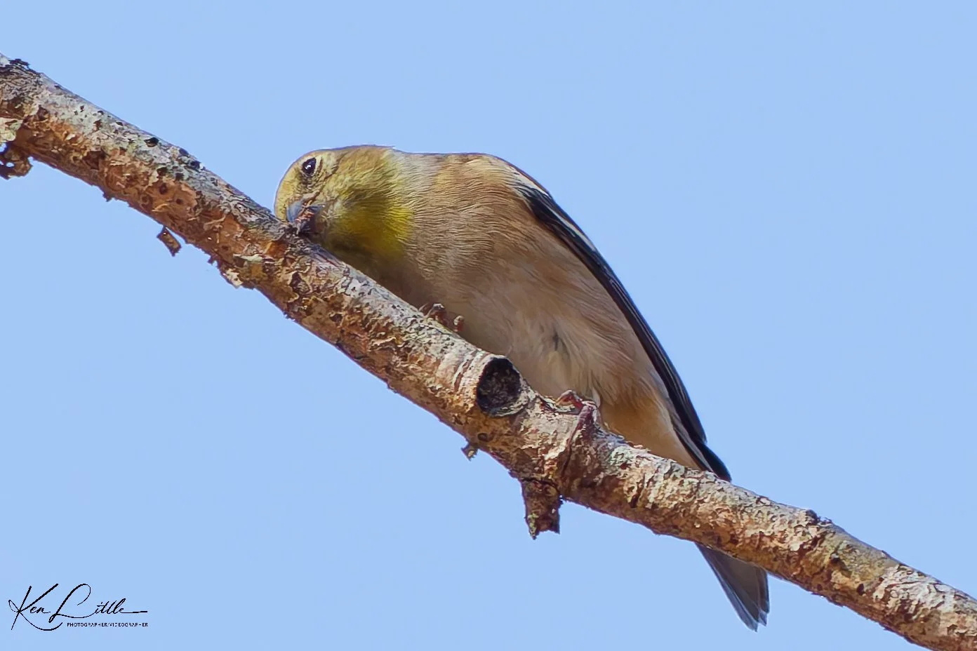 American Goldfinch gathering bark for a nest- Oak Mt. State Park (November 2025)