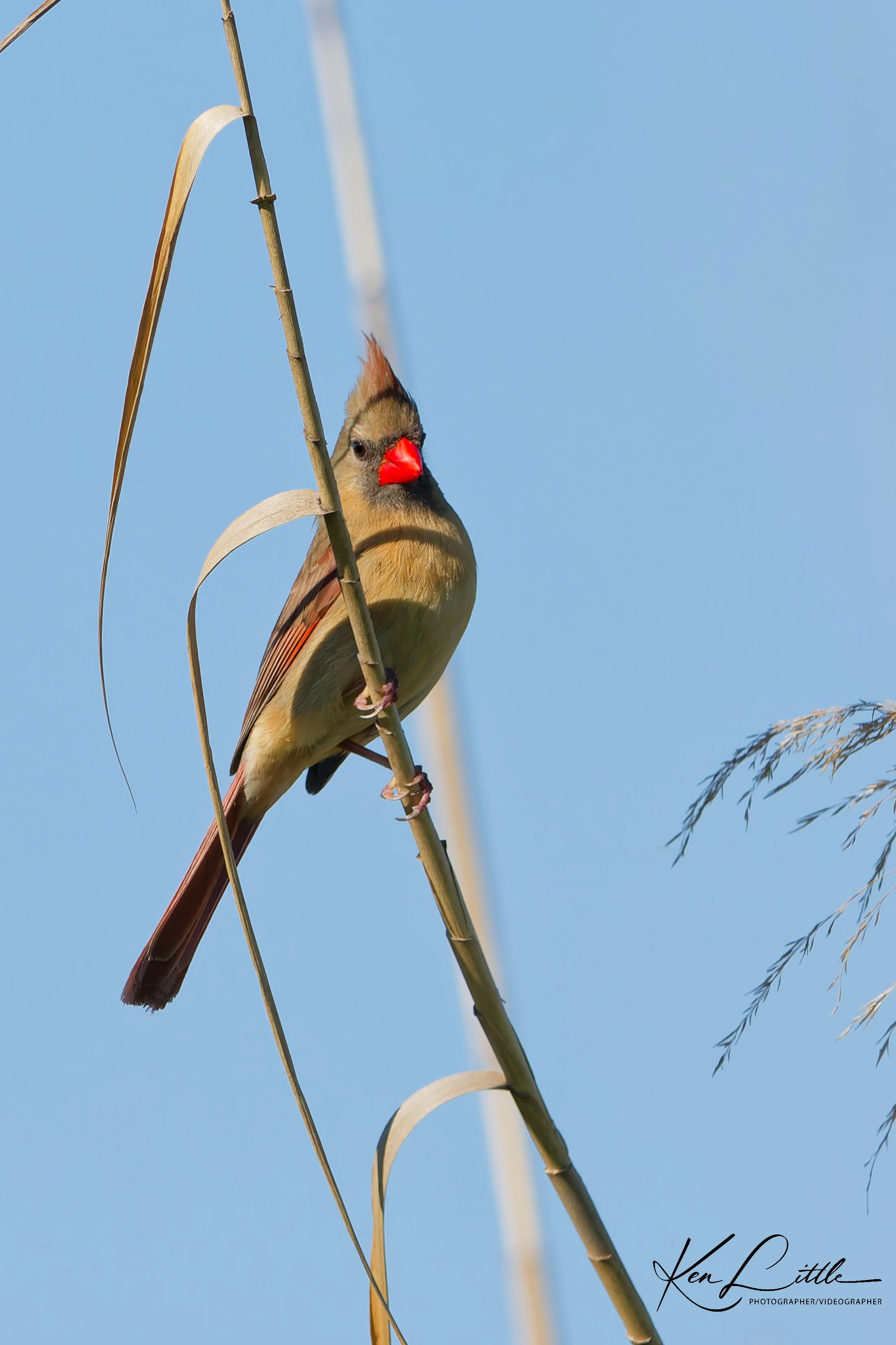 Female Northern Cardinal - Village Park Preserve, Daphne, AL (April 2026)