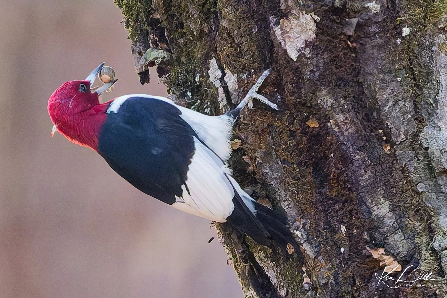 Red-headed Woodpecker Storing acorns in the tree bark (#1 in Series) - Oak Mt. State Park (November 2025)