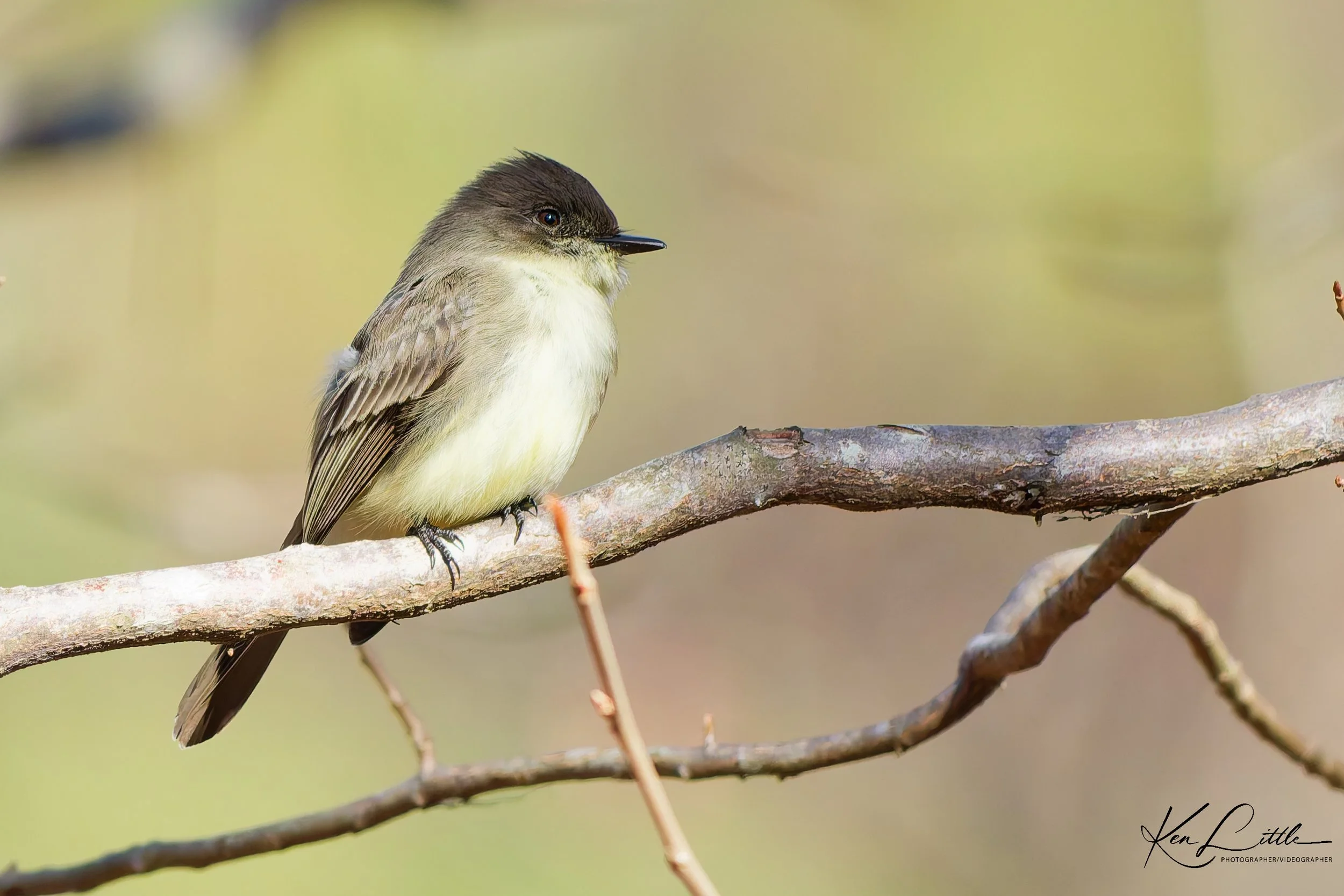 Eastern Phoebe - Oak Mt. State Park (November 2025)