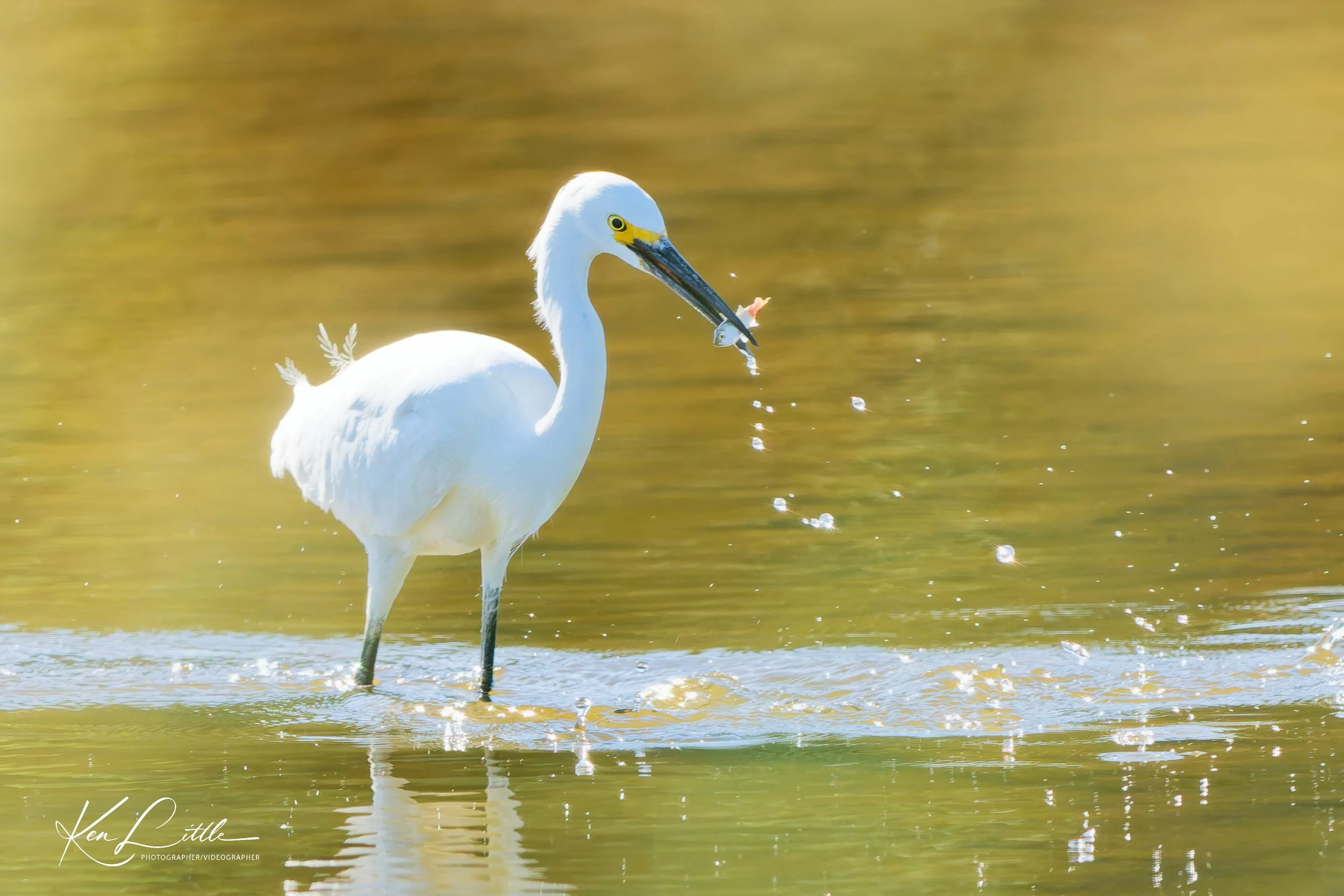Little Egret - Village Park Preserve, Daphne, AL (April 2026)