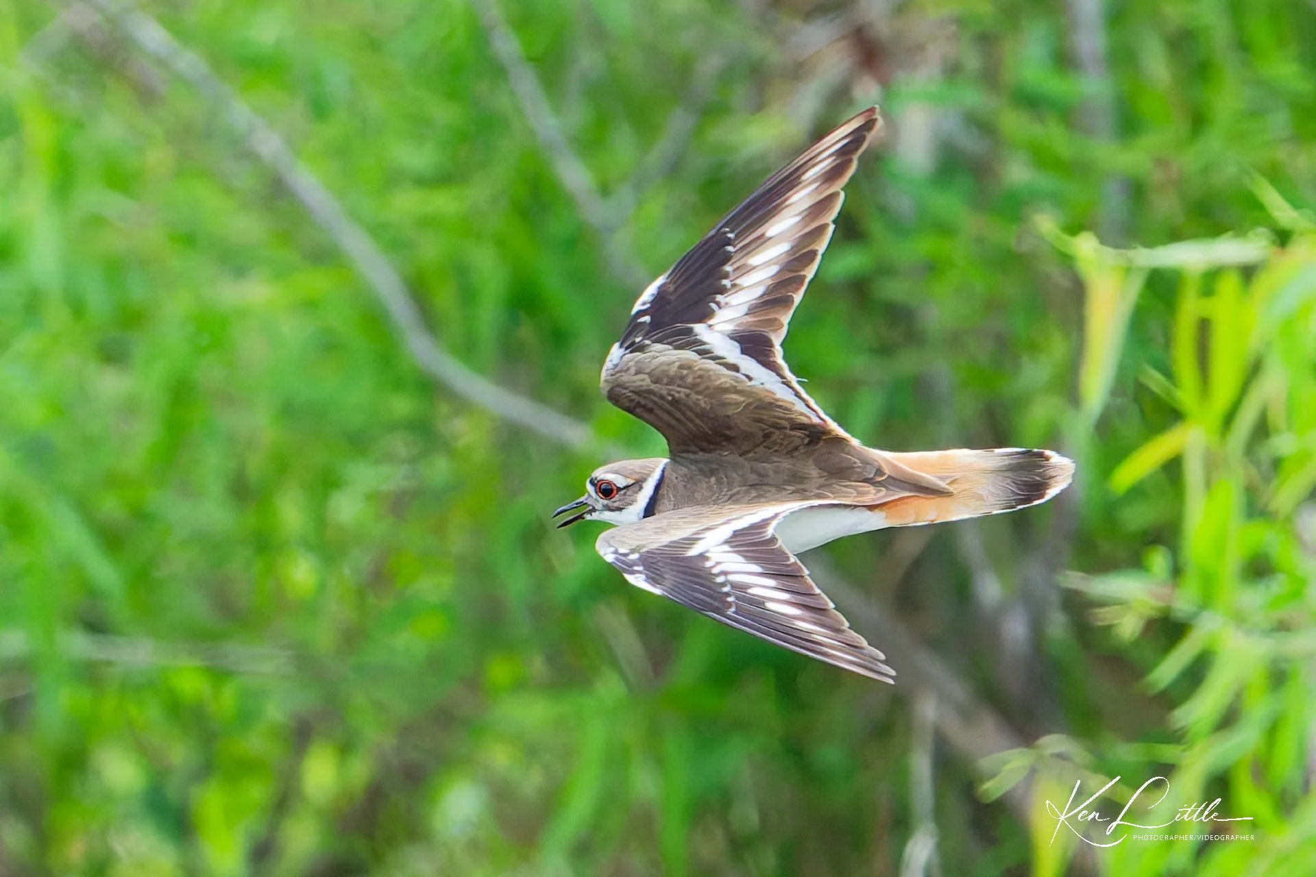 Killdeer - Wild Birds Unlimited Tattersall (April 2026)