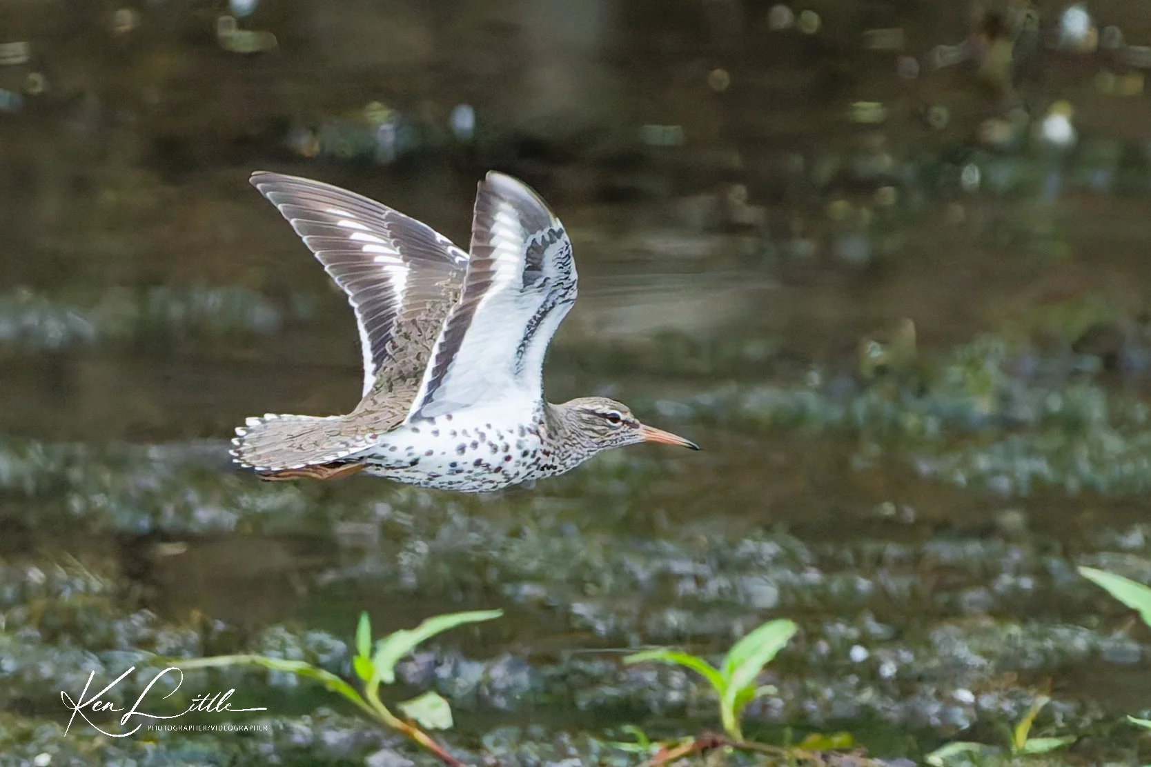 Spotted Sandpiper - Wild Birds Unlimited Tattersall (April 2026)