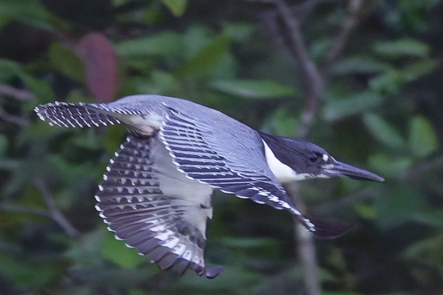 Belted Kingfisher - Birmingham  (August 2026)