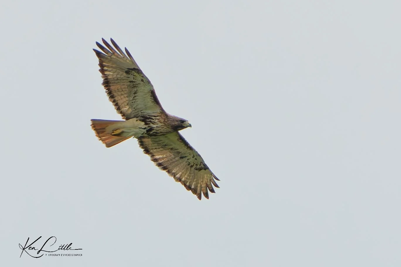 Red-tailed Hawk - Wild Birds Unlimited Tattersall (April 2026)