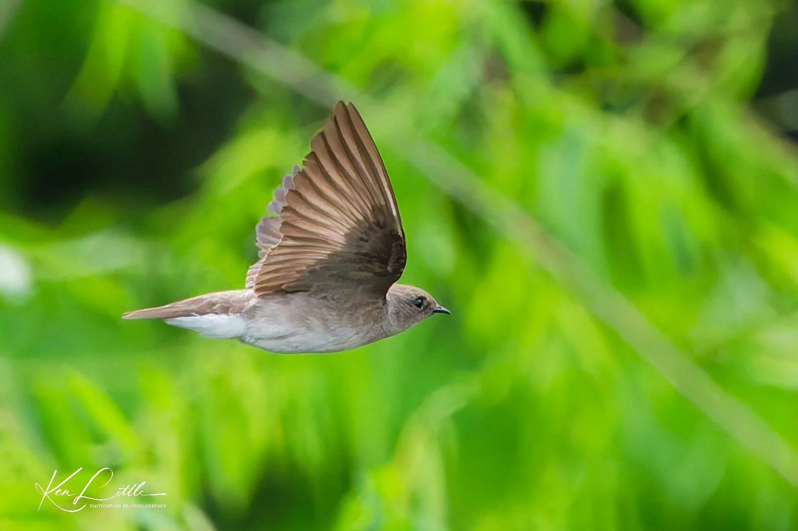 Northern Rough-winged Swallow - Wild Birds Unlimited Tattersall (April 2026)