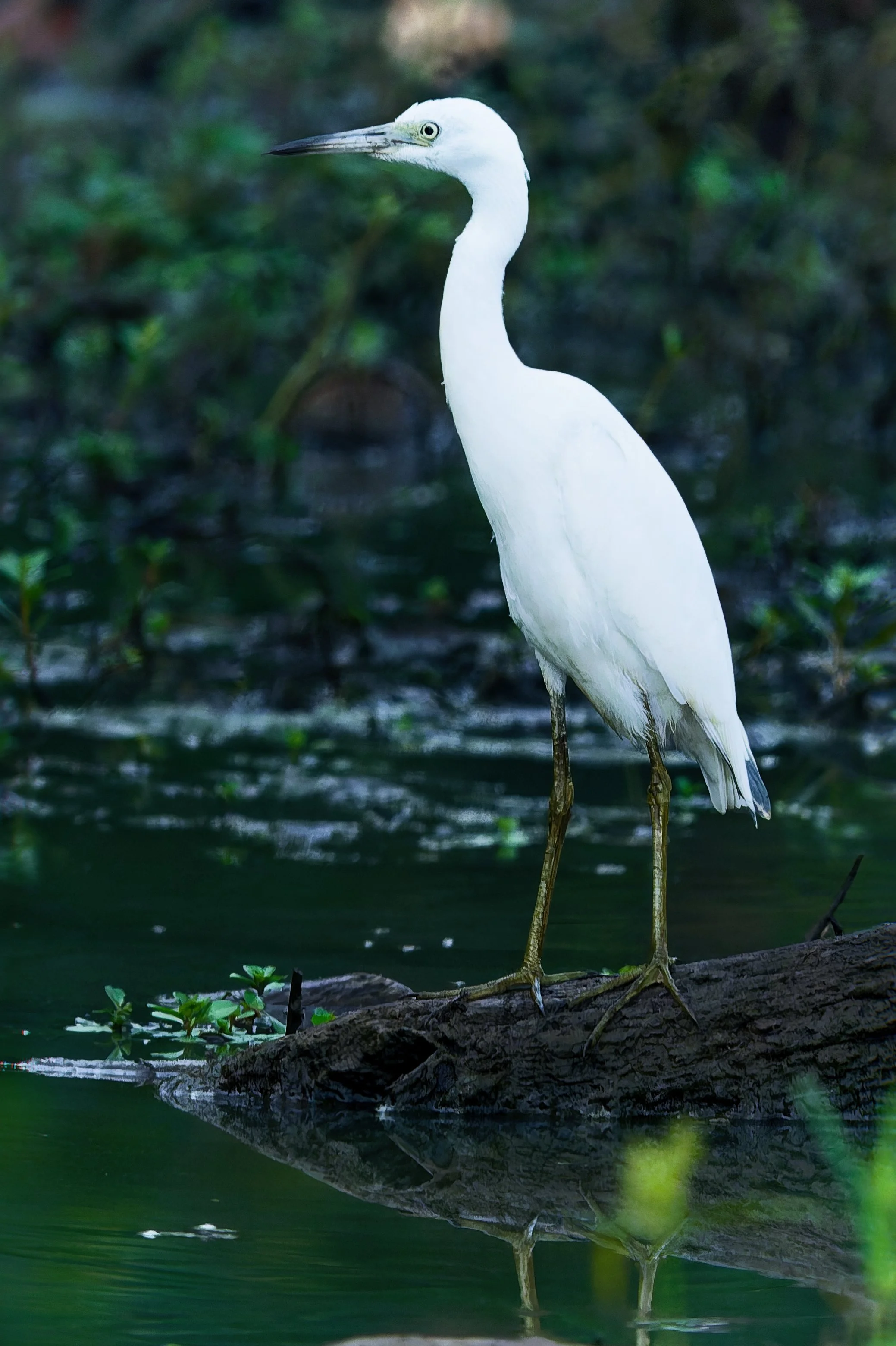 Juvenile Snowy Egret - Birmingham  (August 2026)