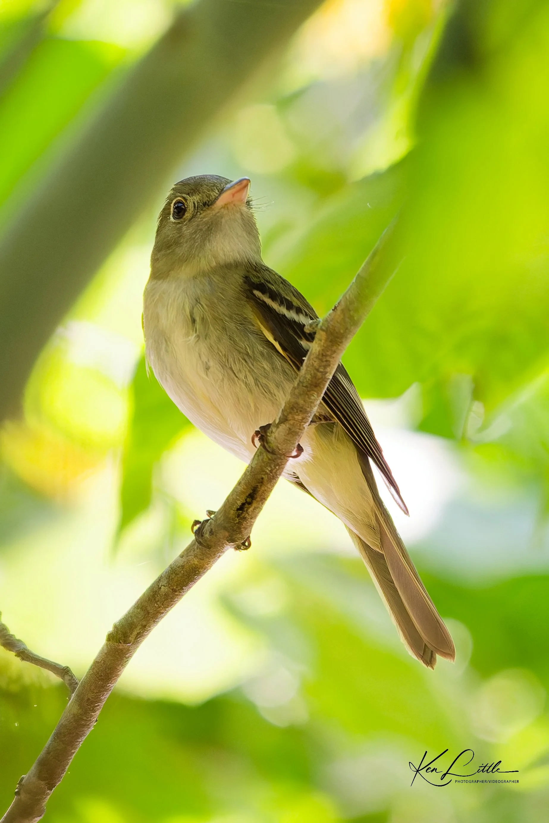 Acadian Flycatcher - Cahaba River Park (June 2026)
