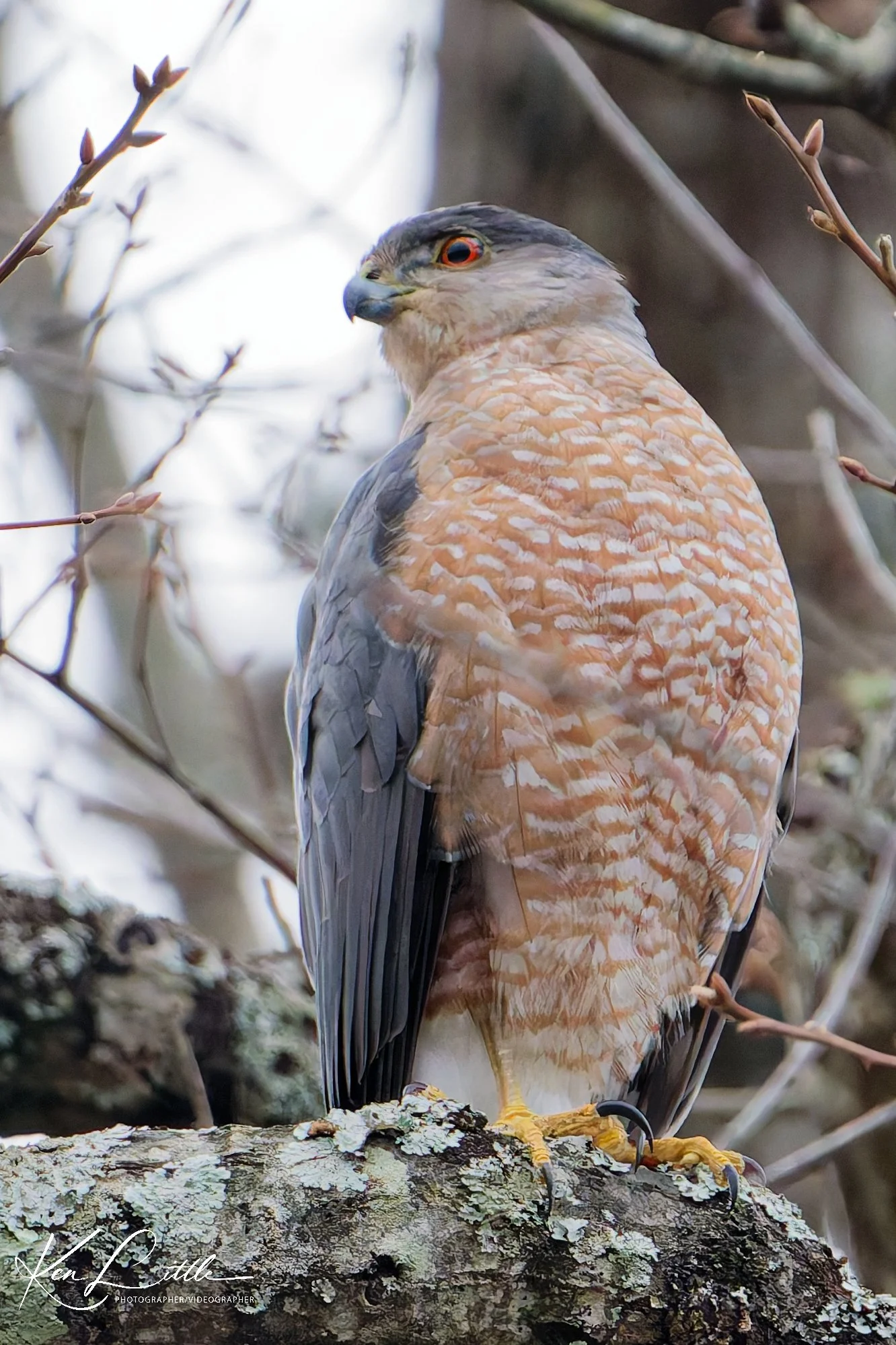 Cooper's Hawk - Backyard in Birmingham, AL (January 2026)