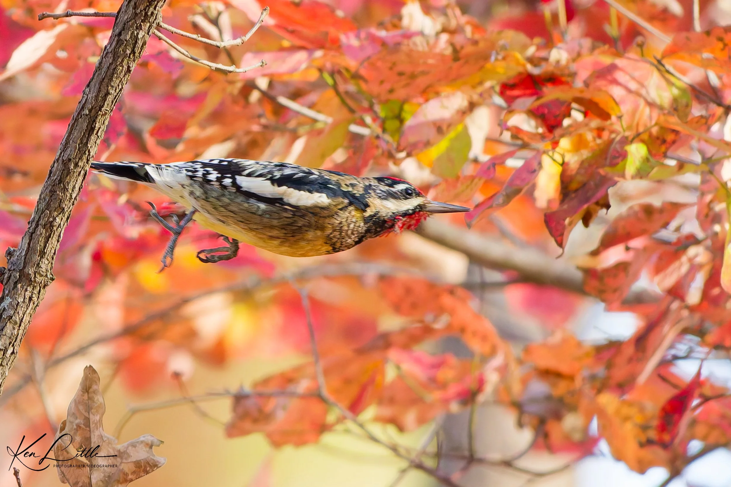 Yellow-bellied Sapsucker (#1 Flight Series)- Oak Mt. State Park (November 2025)
