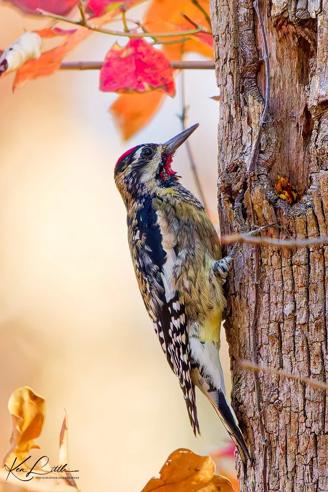 Yellow-bellied Sapsucker - Oak Mt. State Park (November 2025)