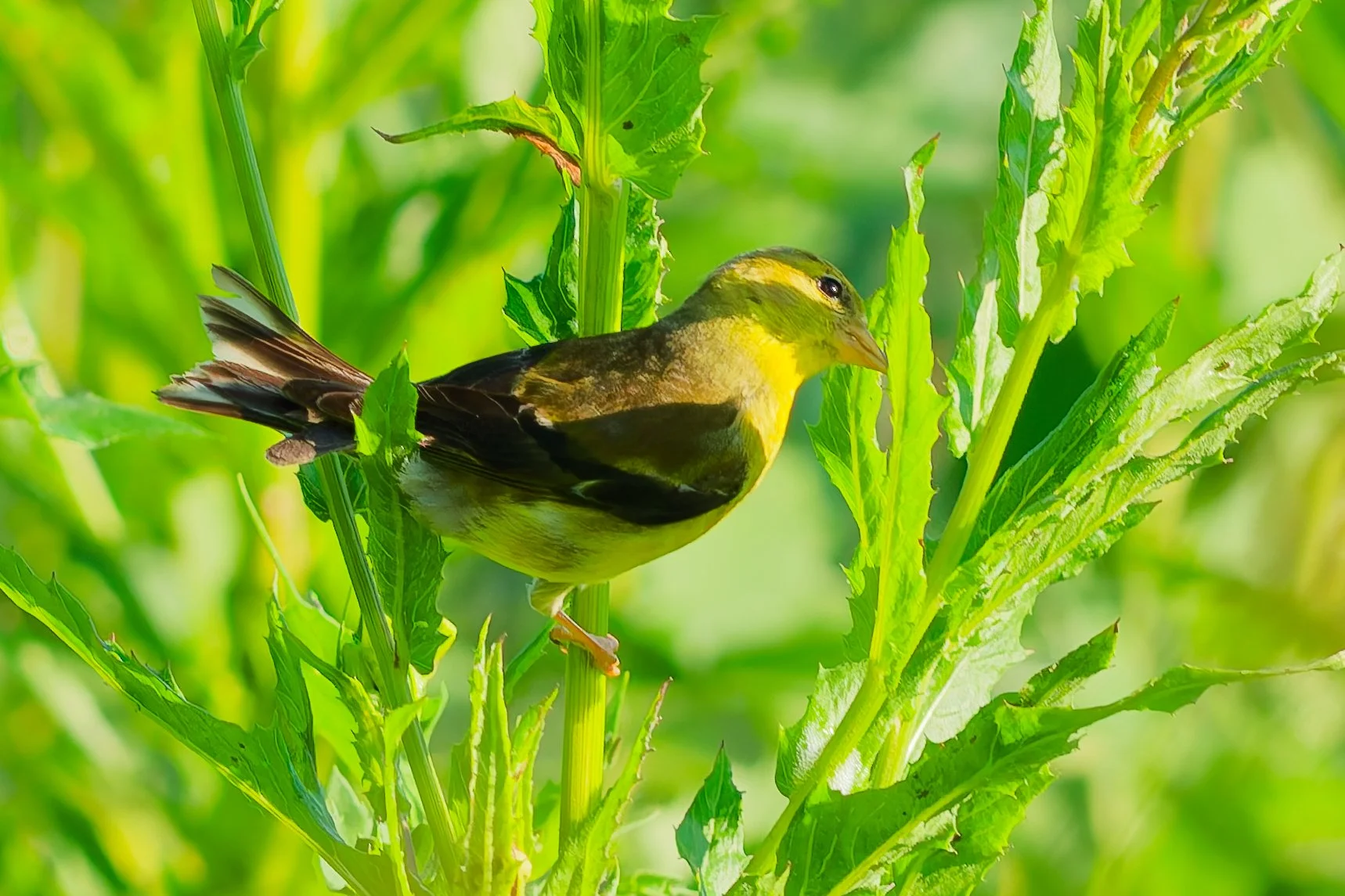 Female American Goldfinch - Birmingham  (August 2026)