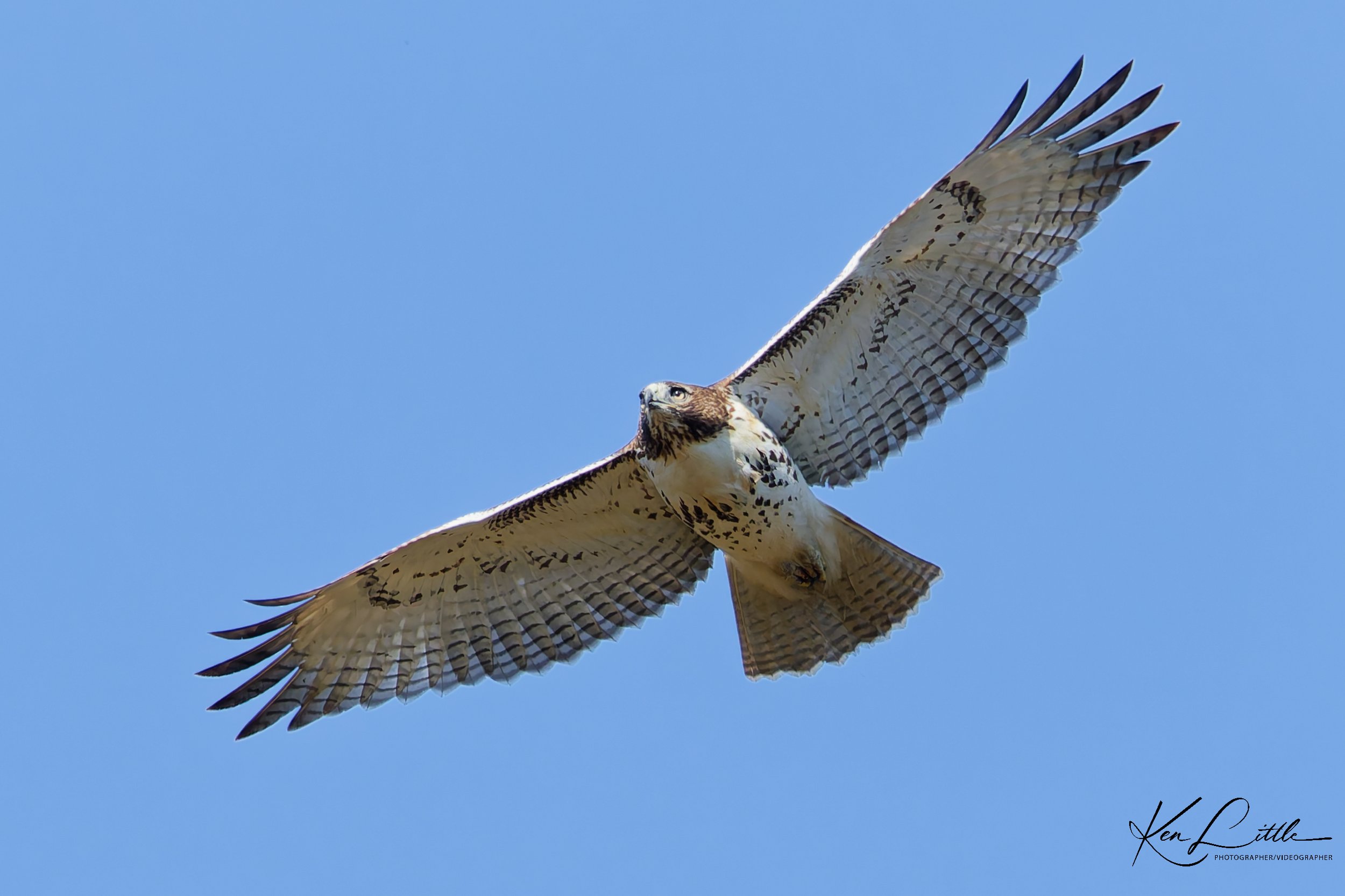 Red-tailed Hawk - Oak Mt. State Park (November 2025)
