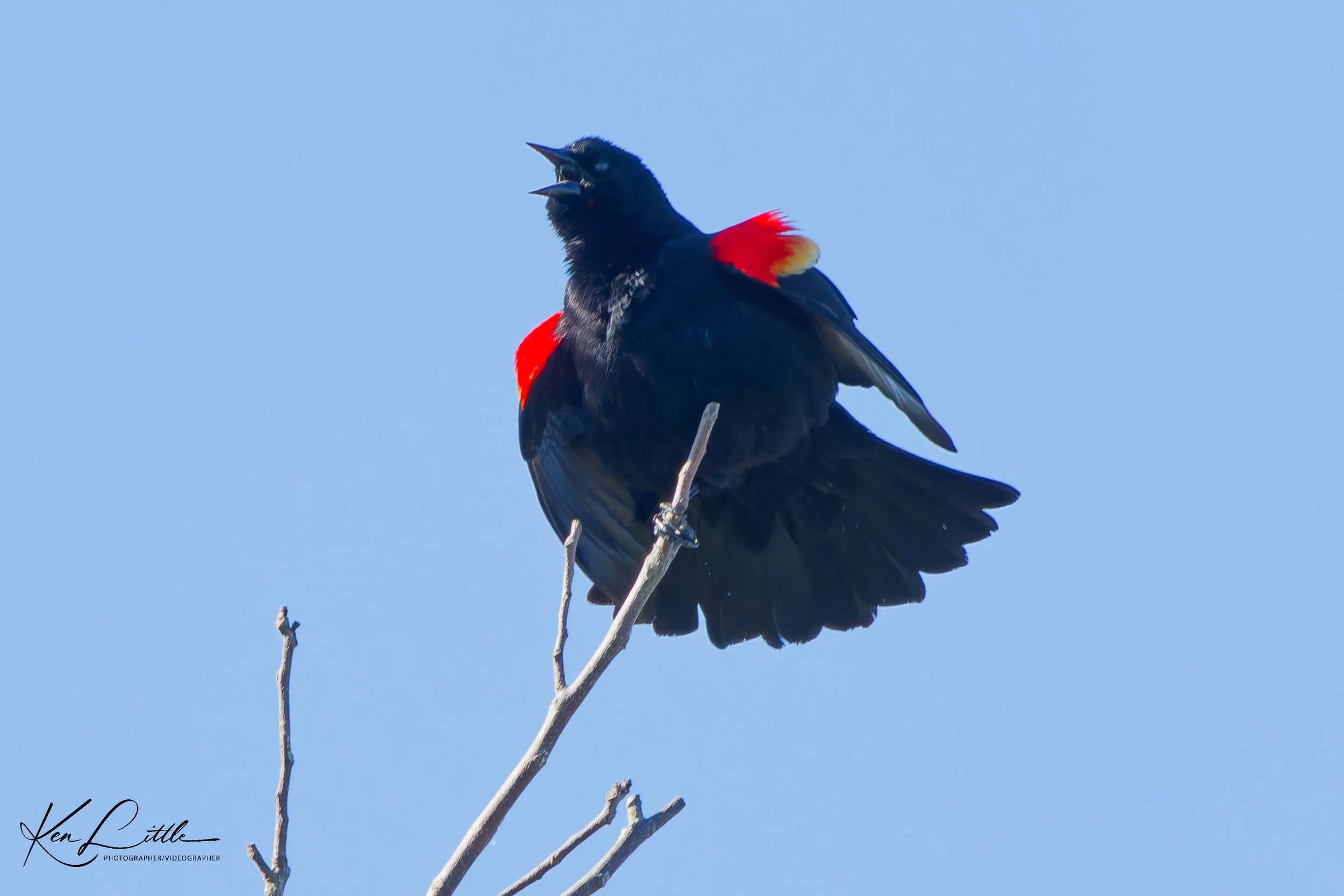 Male Red-winged Blackbird  - Village Park Preserve, Daphne, AL (April 2026)
