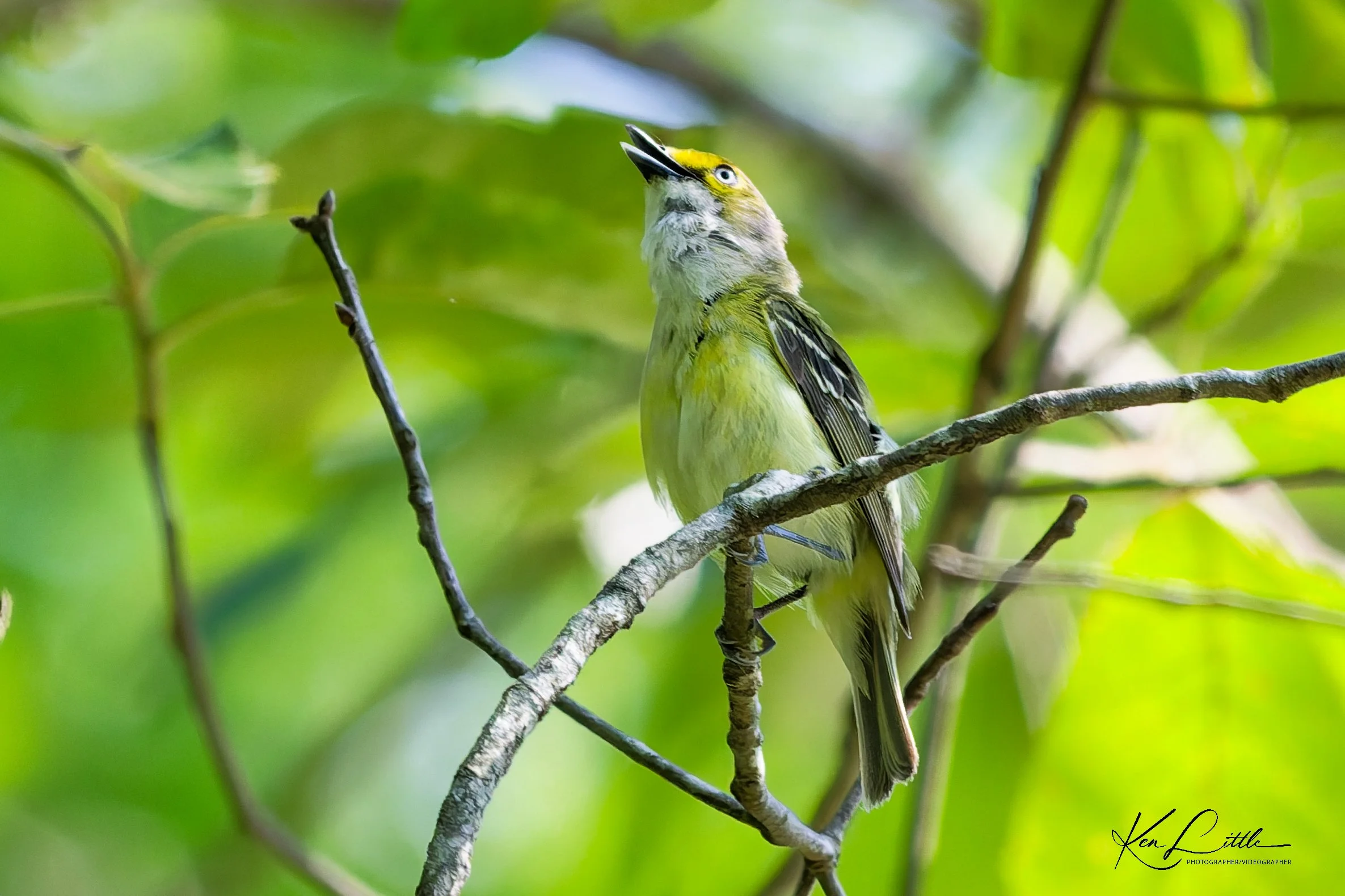 White-eyed Vireo - Cahaba River Park (June 2026)