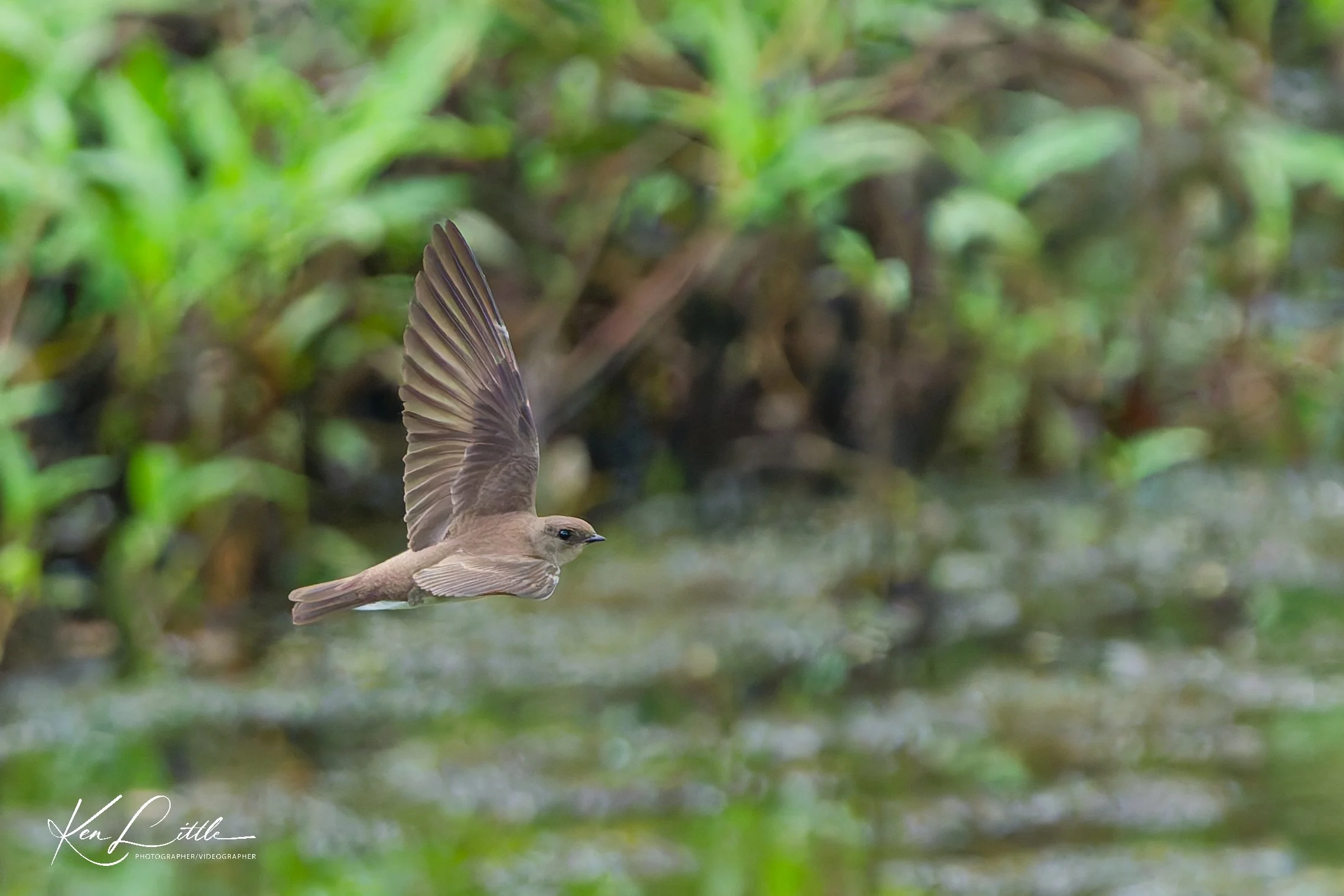Northern Rough-winged Swallow - Wild Birds Unlimited Tattersall (April 2026)