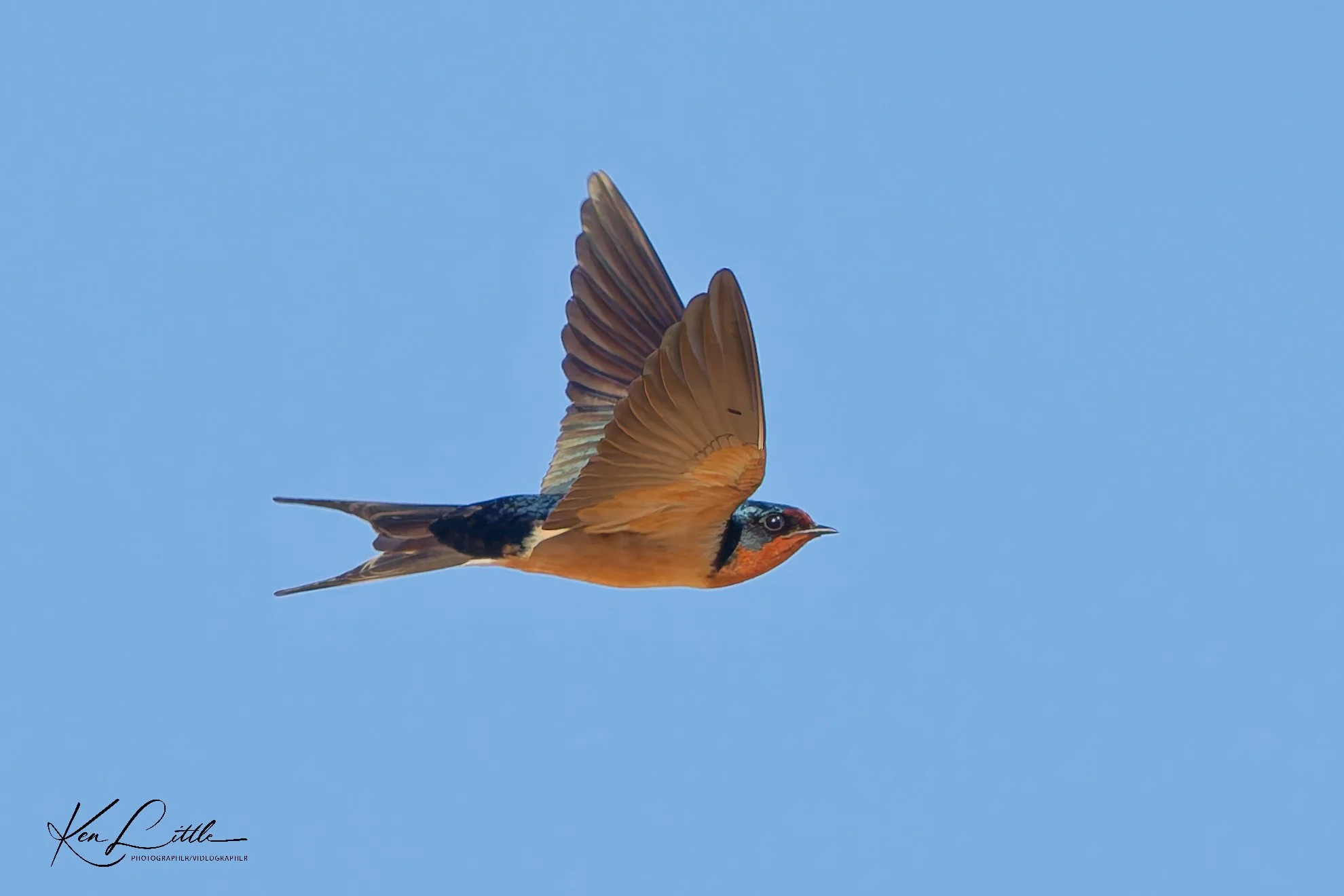 Barn Swallow - Village Park Preserve, Daphne, AL (April 2026)