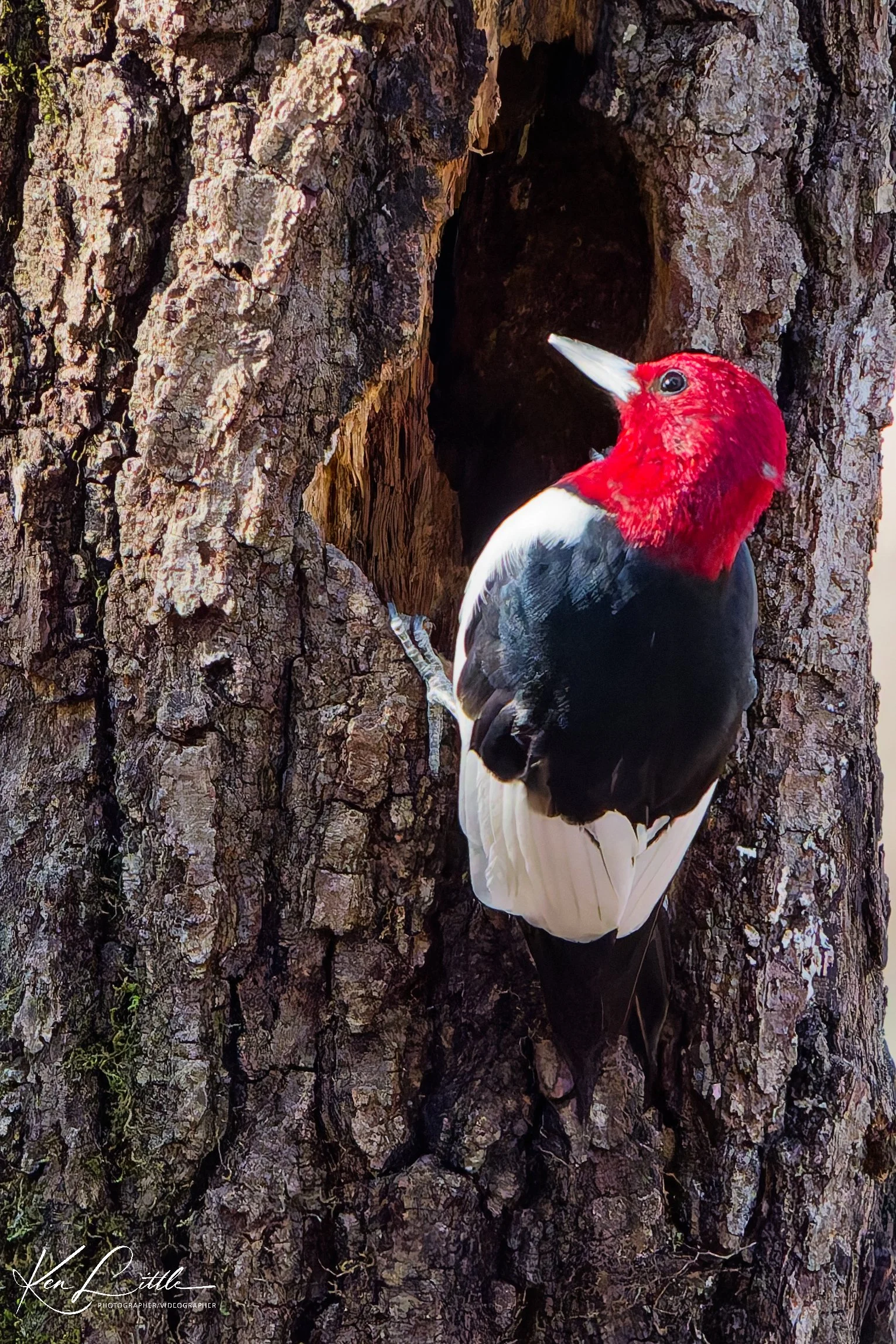 Red-headed Woodpecker - Oak Mt. State Park (November 2025)
