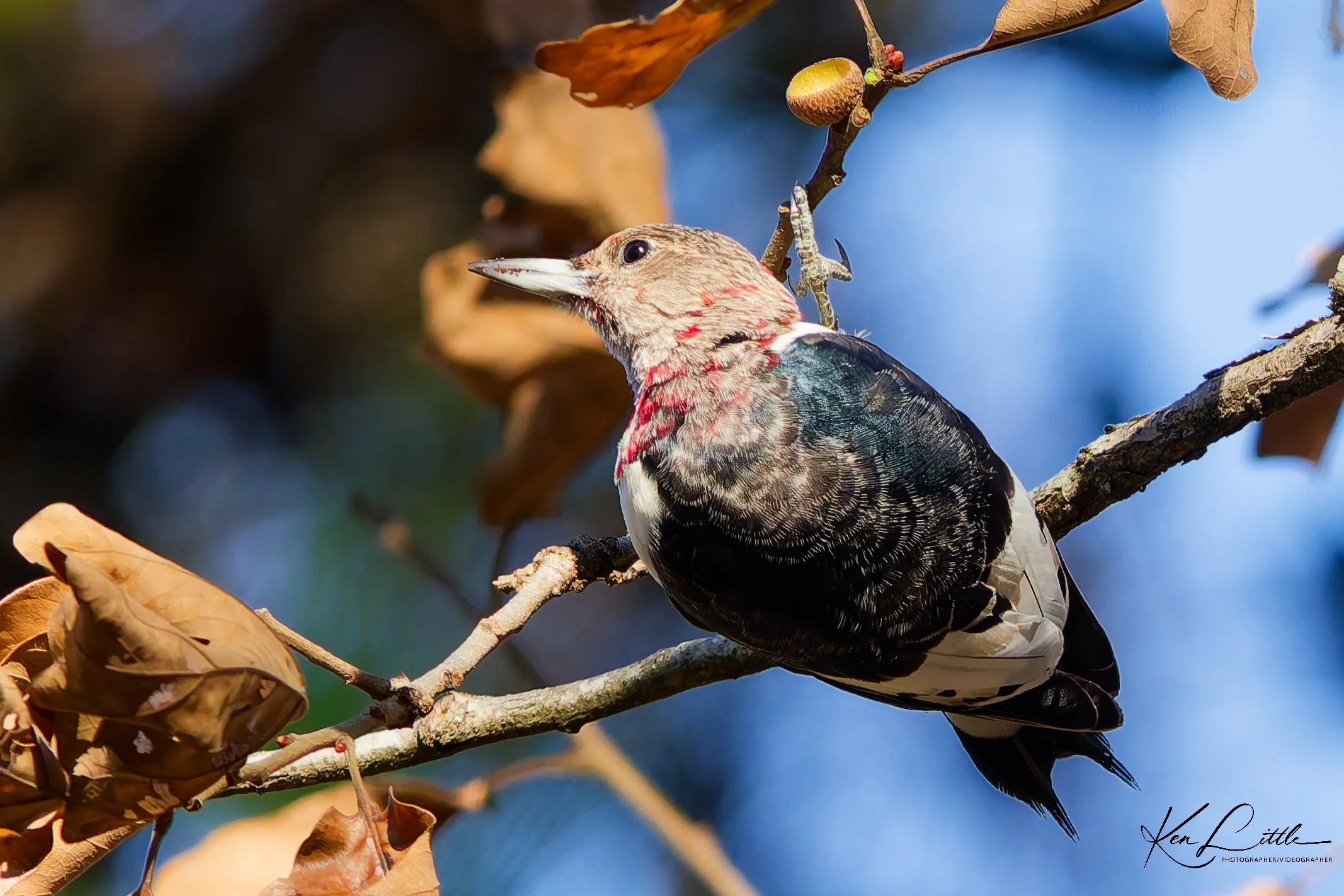 Juvenile Red-headed Woodpecker - Oak Mt. State Park (November 2025)