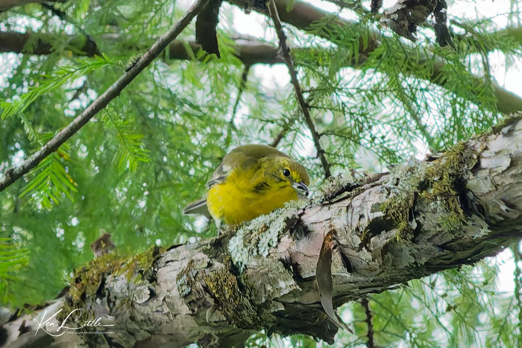 Pine Warbler - Perry Lakes Park (August 2026)