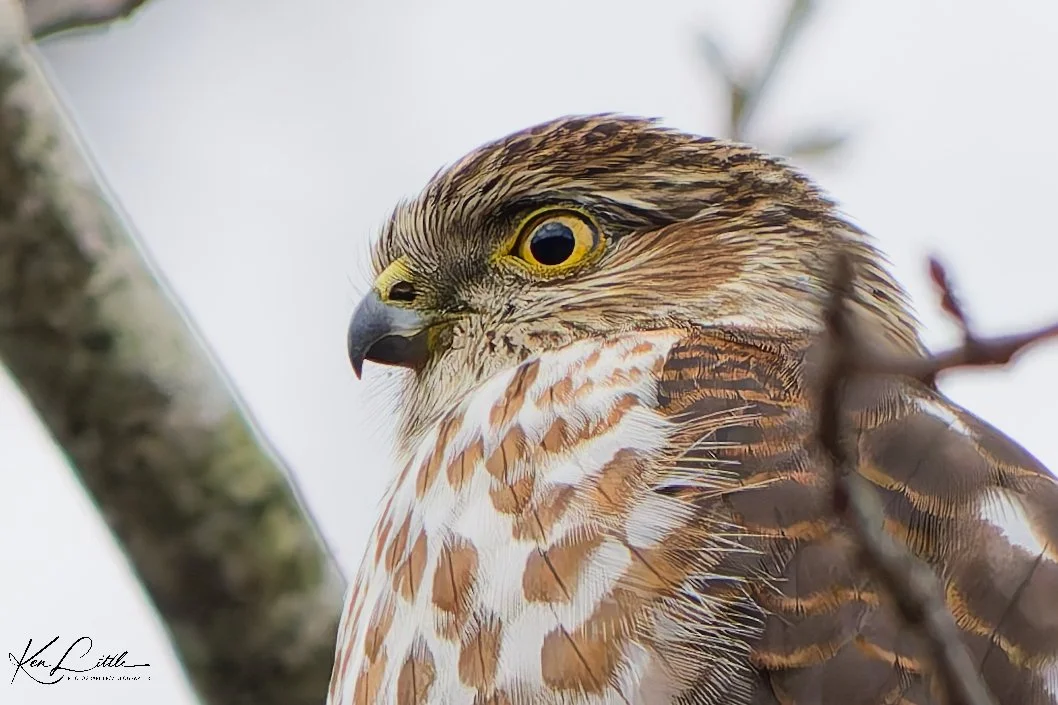 Juvenile Sharp-shinned Hawk Birmingham, AL (December 2025)