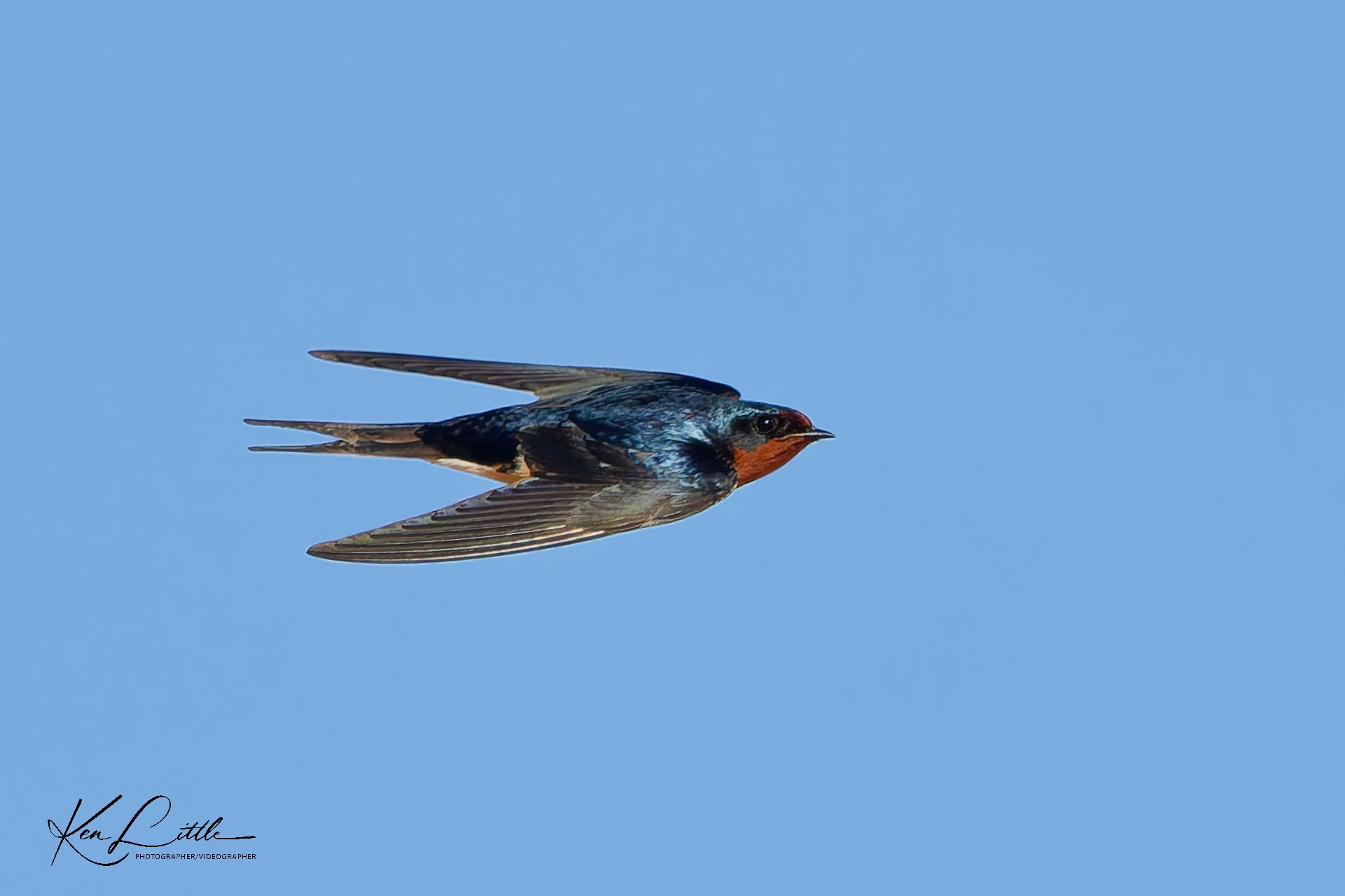 Barn Swallow - Village Park Preserve, Daphne, AL (April 2026)
