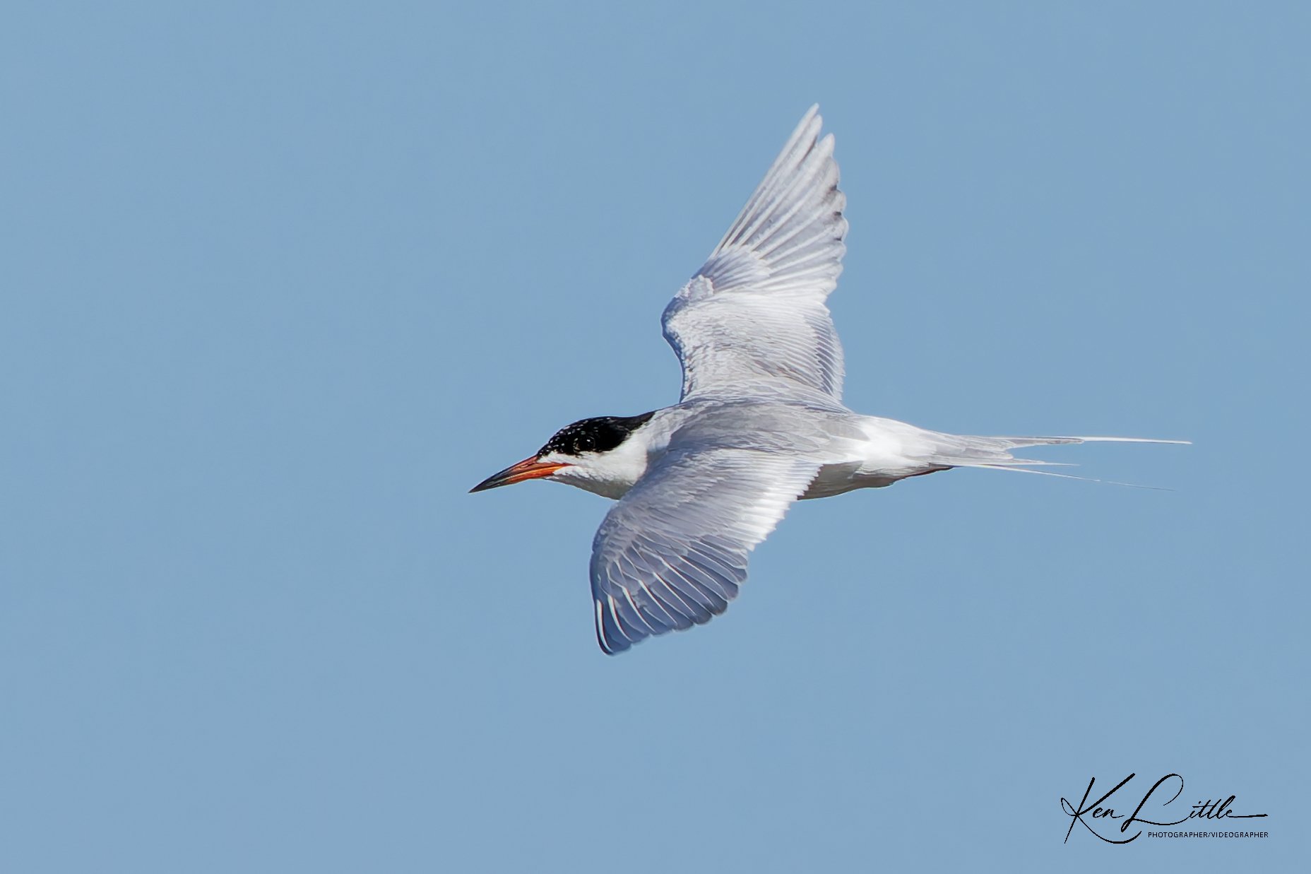 Common Tern - Village Park Preserve, Daphne, AL (April 2026)