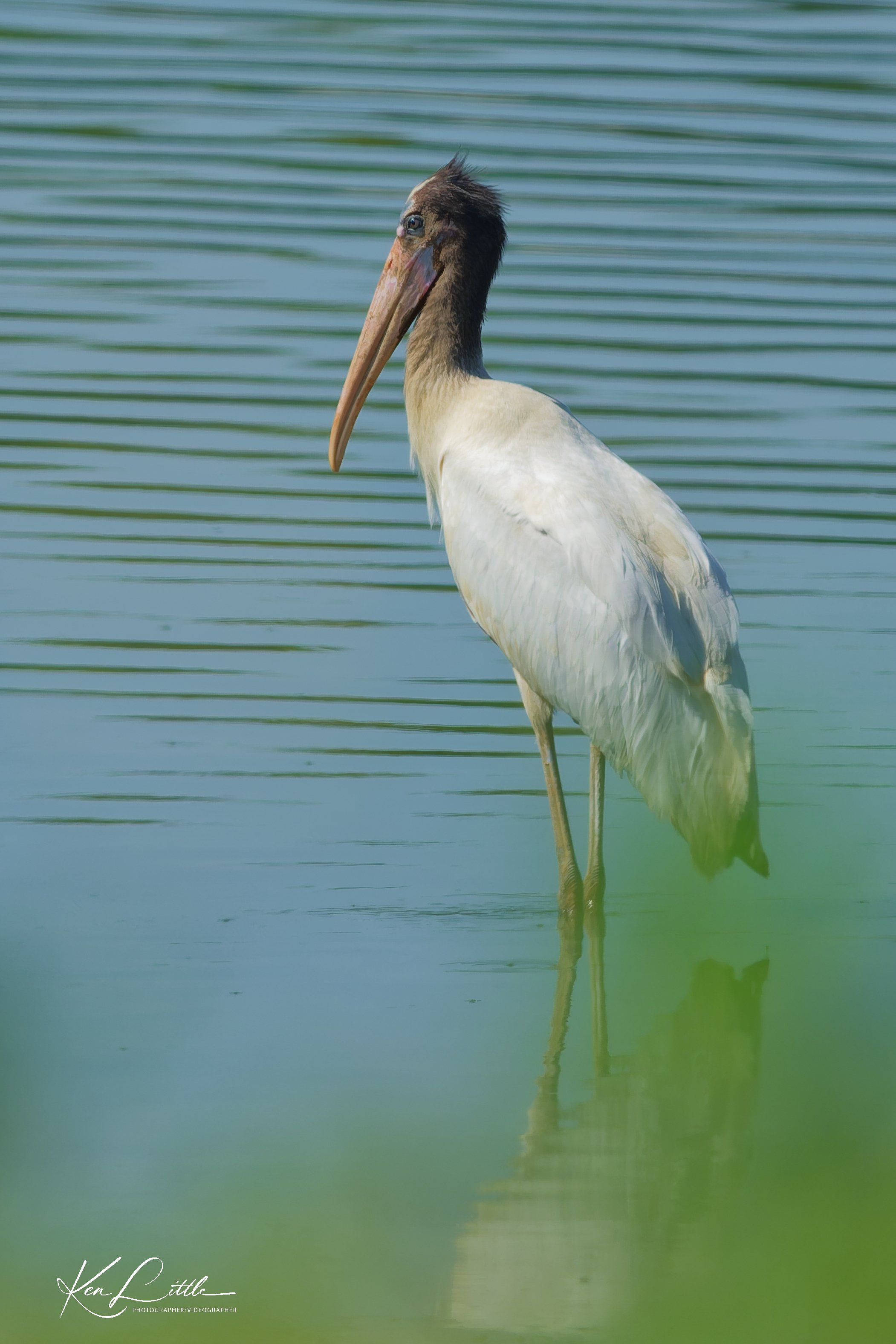 Juvenile Wood Stork - Alabama Black Belt (August 2026)