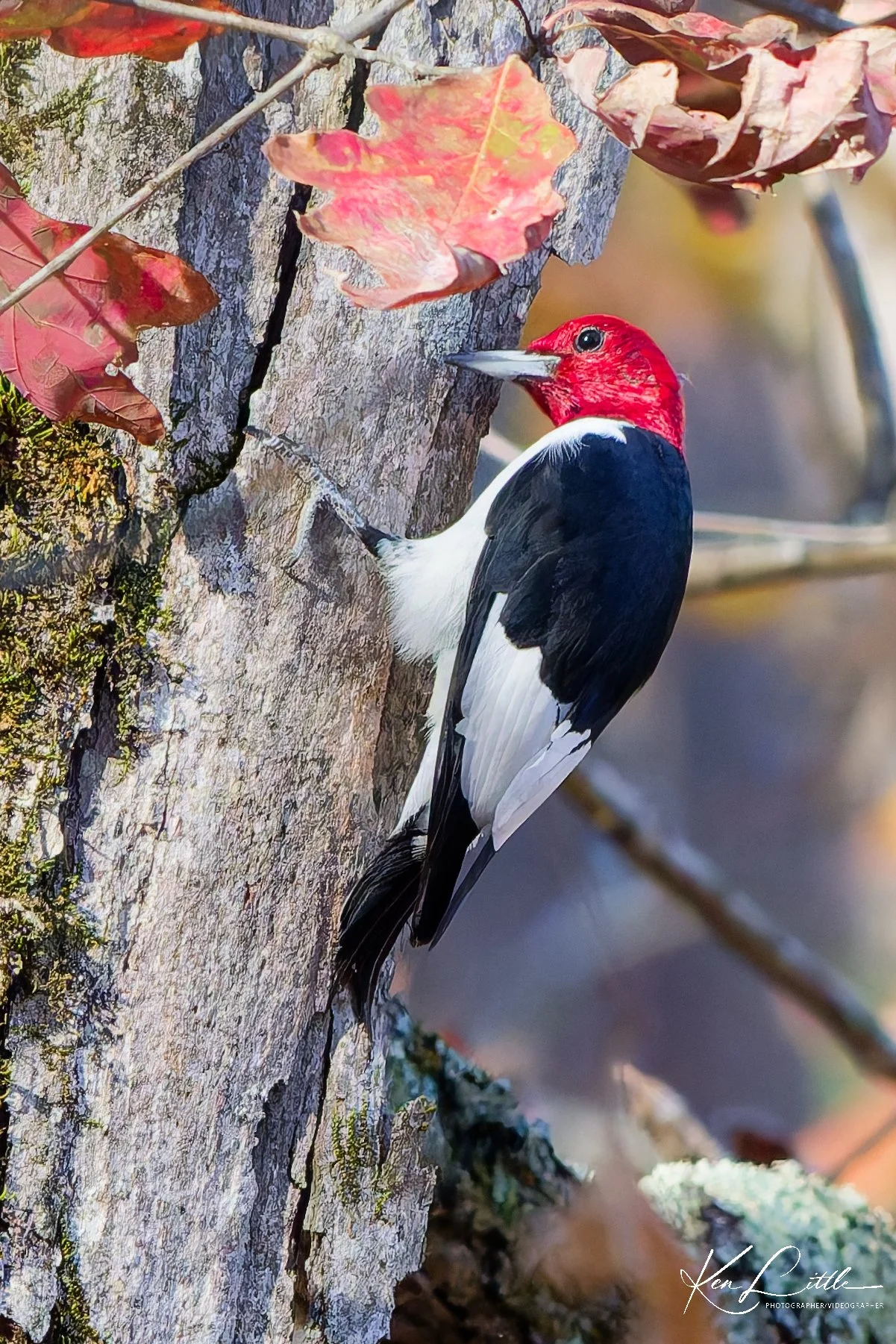 Red-headed Woodpecker - Oak Mt. State Park (November 2025)