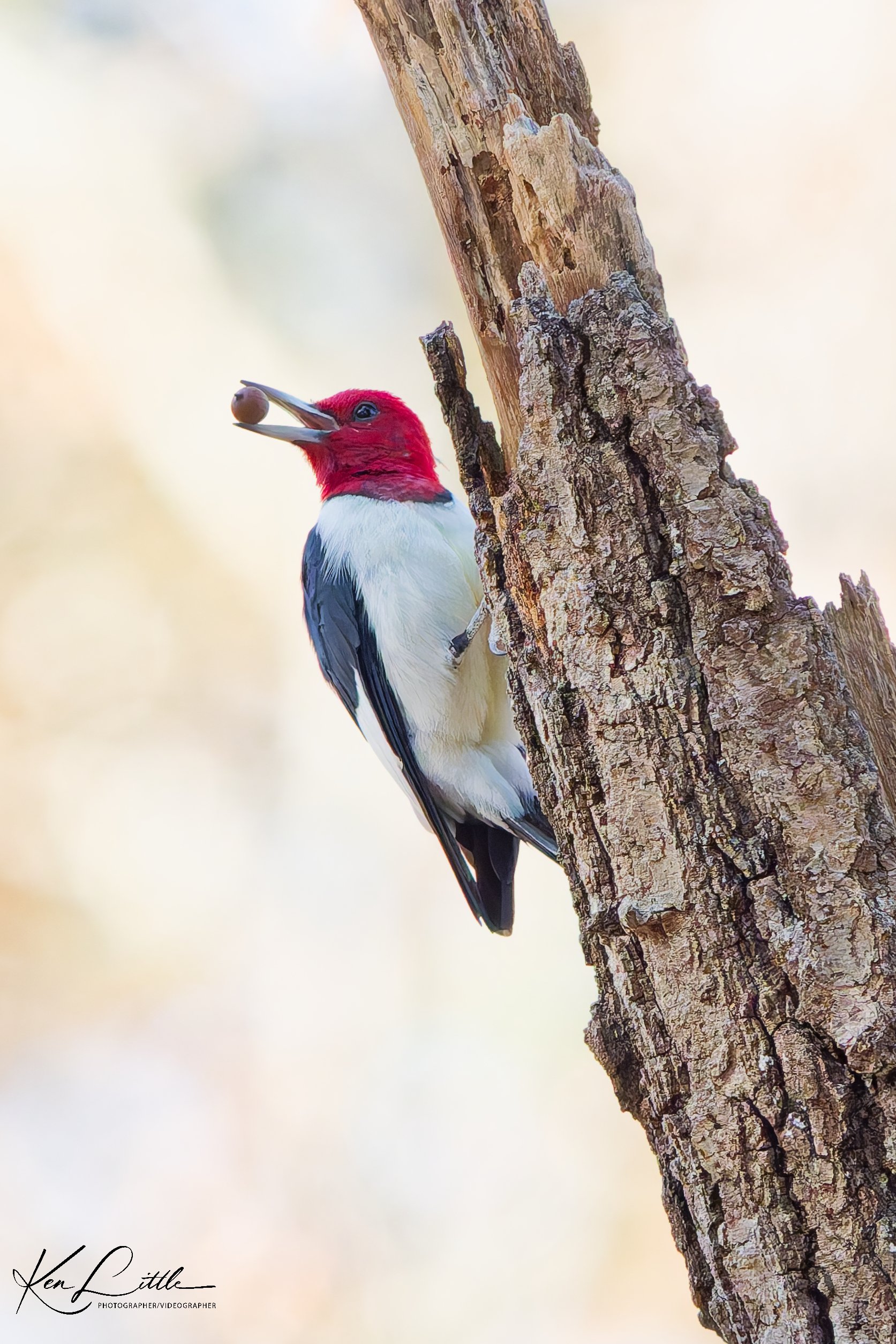 Red-headed Woodpecker with acorn - Oak Mt. State Park (November 2025)