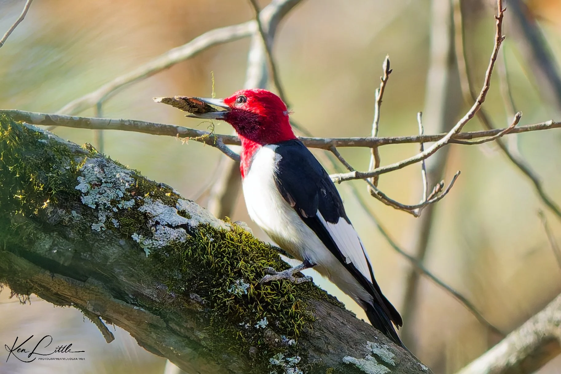 Red-headed Woodpecker - Oak Mt. State Park (November 2025)