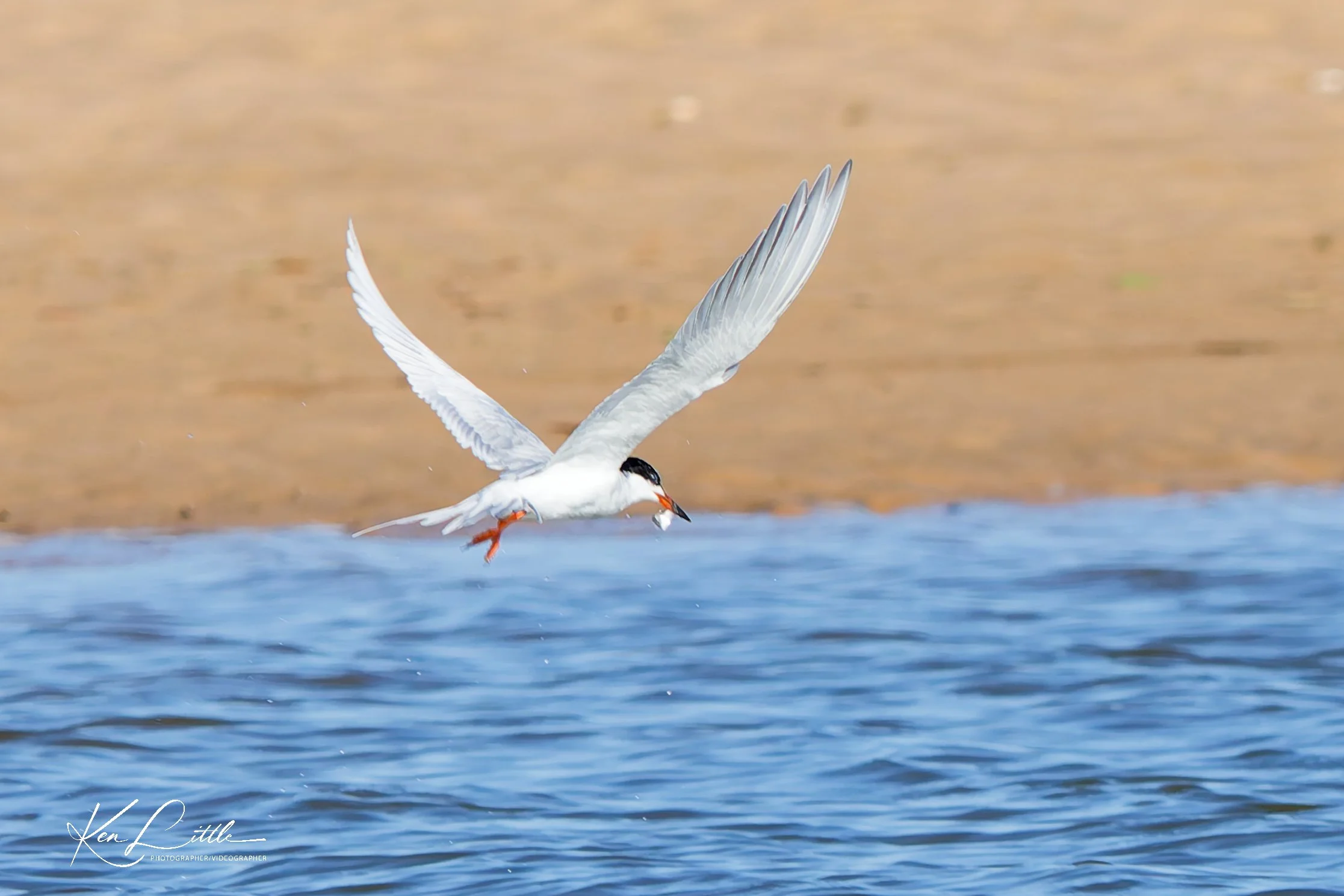 Common Tern - Village Park Preserve, Daphne, AL (April 2026)