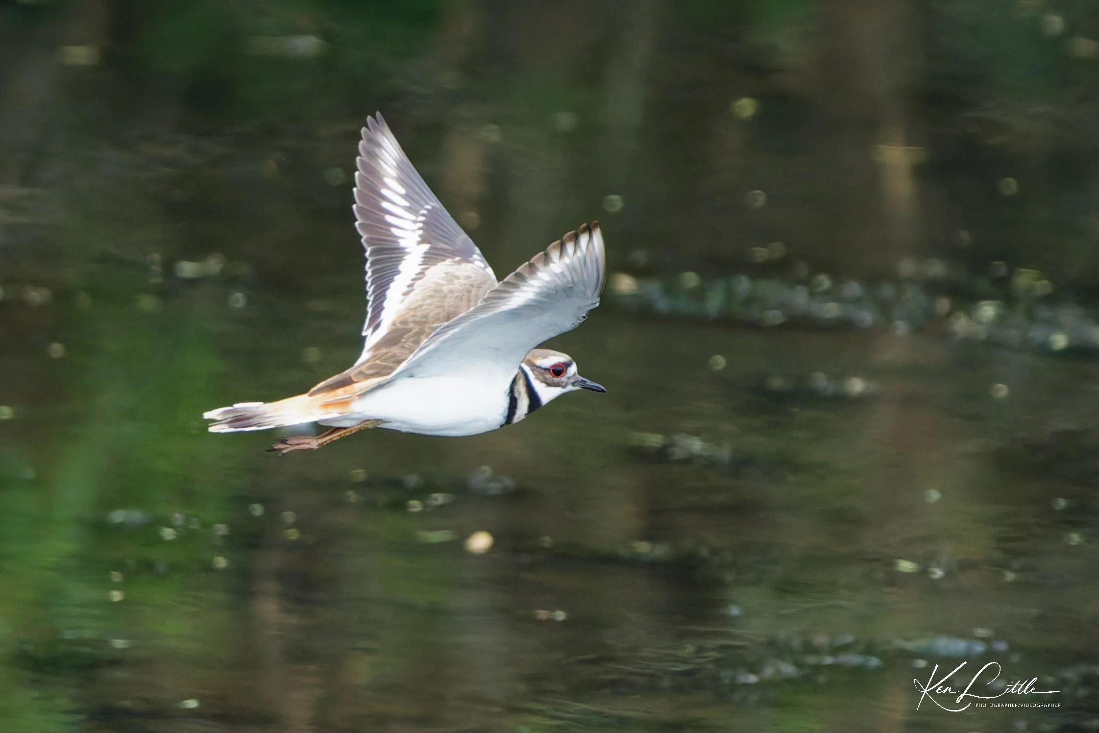 Killdeer - Wild Birds Unlimited Tattersall (April 2026)
