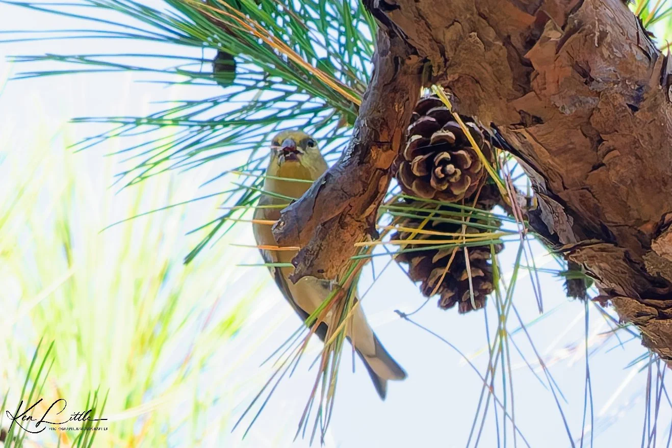 American Goldfinch feeding - Oak Mt. State Park (November 2025)