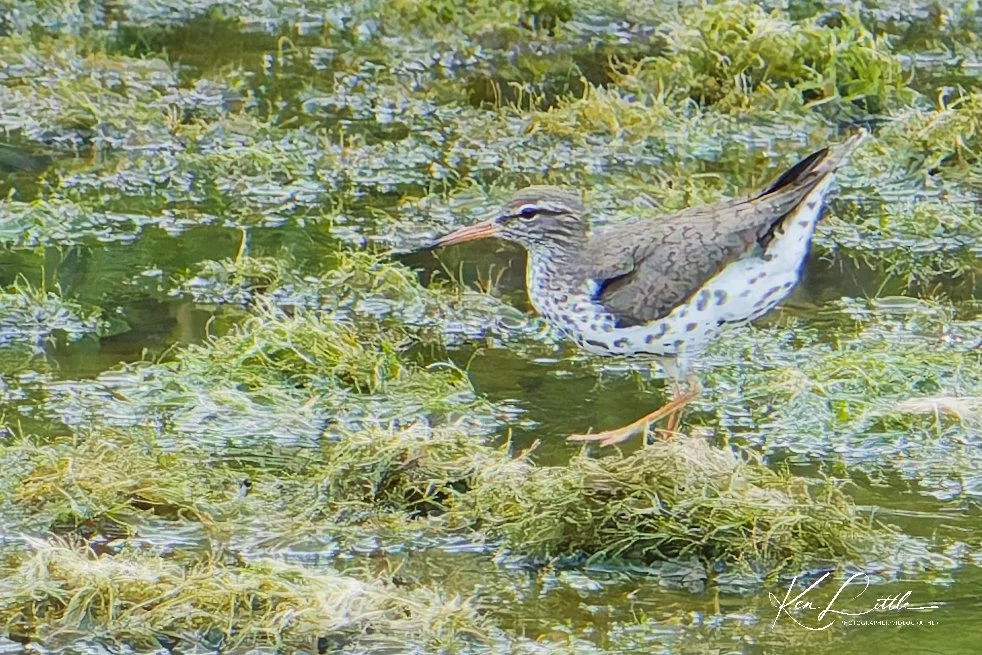 Spotted Sandpiper - Wild Birds Unlimited Tattersall (April 2026)