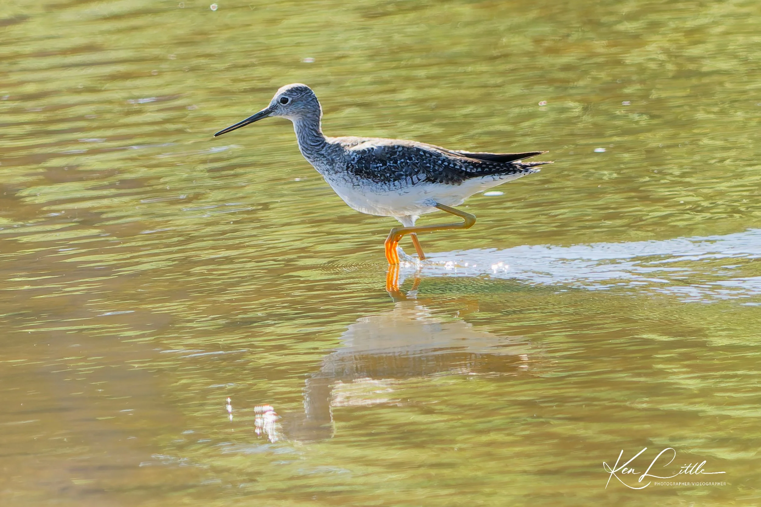 Greater Yellowlegs - Village Park Preserve, Daphne, AL (April 2026)