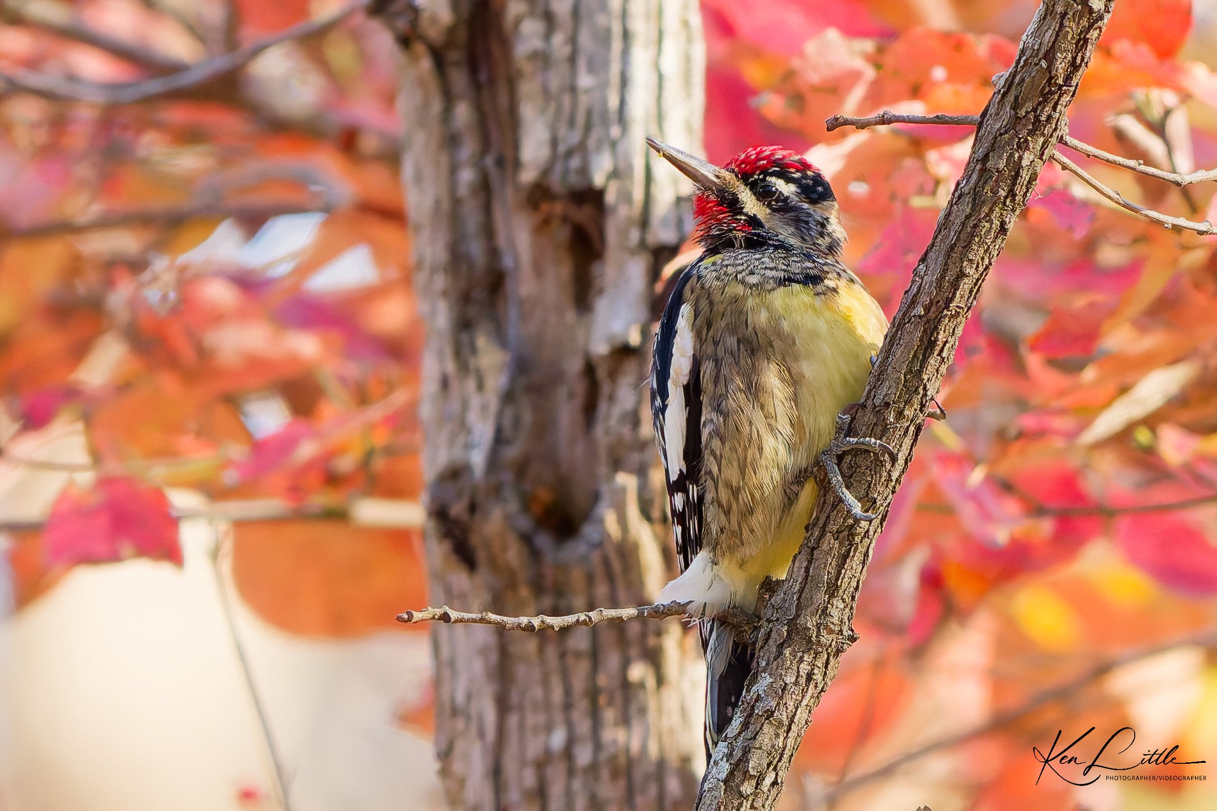 Yellow-bellied Sapsucker - Oak Mt. State Park (November 2025)
