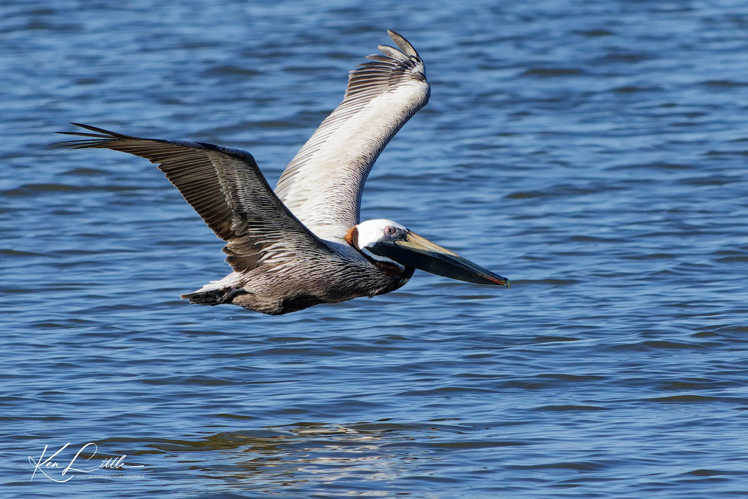 Brown Pelican - Village Park Preserve, Daphne, AL (April 2026)