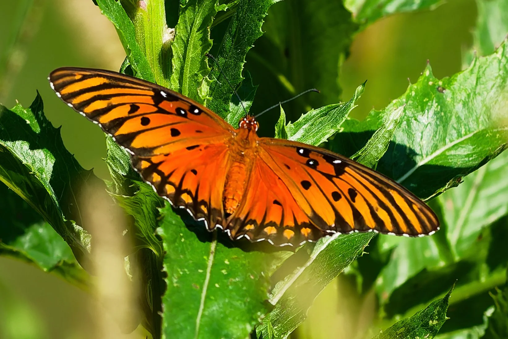 Gulf Fritillary - Birmingham, AL (August 2026)