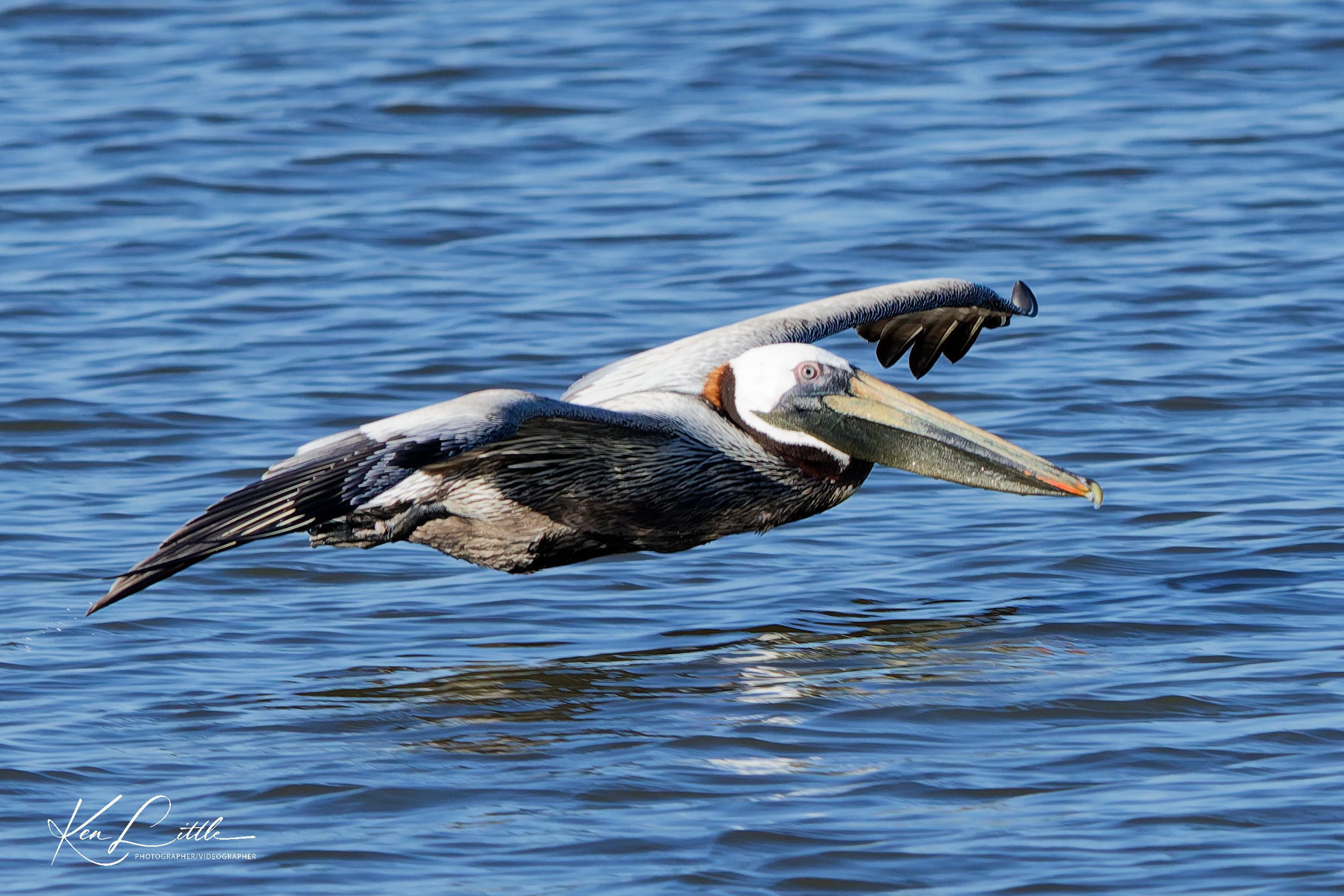 Brown Pelican - Village Park Preserve, Daphne, AL (April 2026)