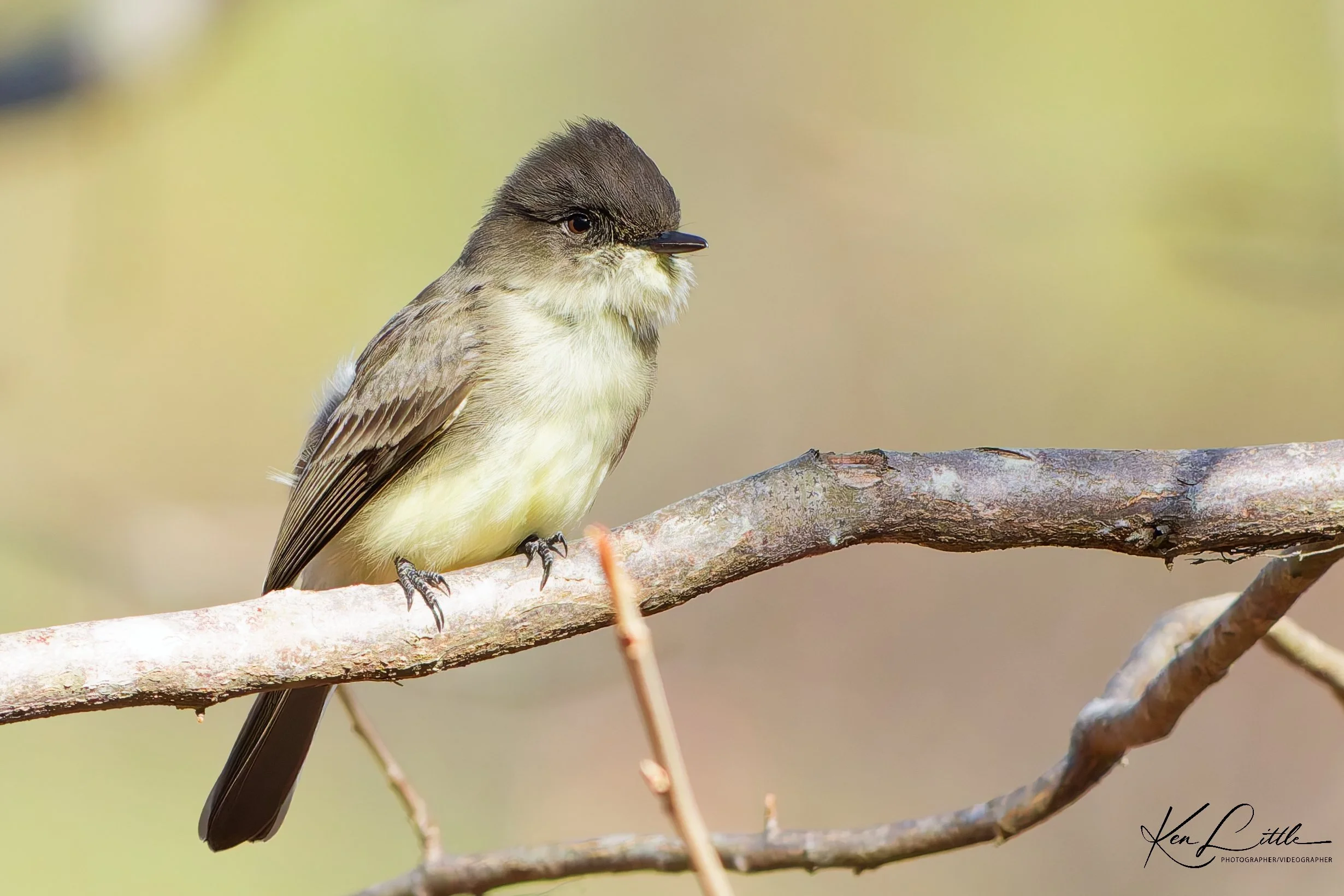 Eastern Phoebe - Oak Mt. State Park (November 2025)