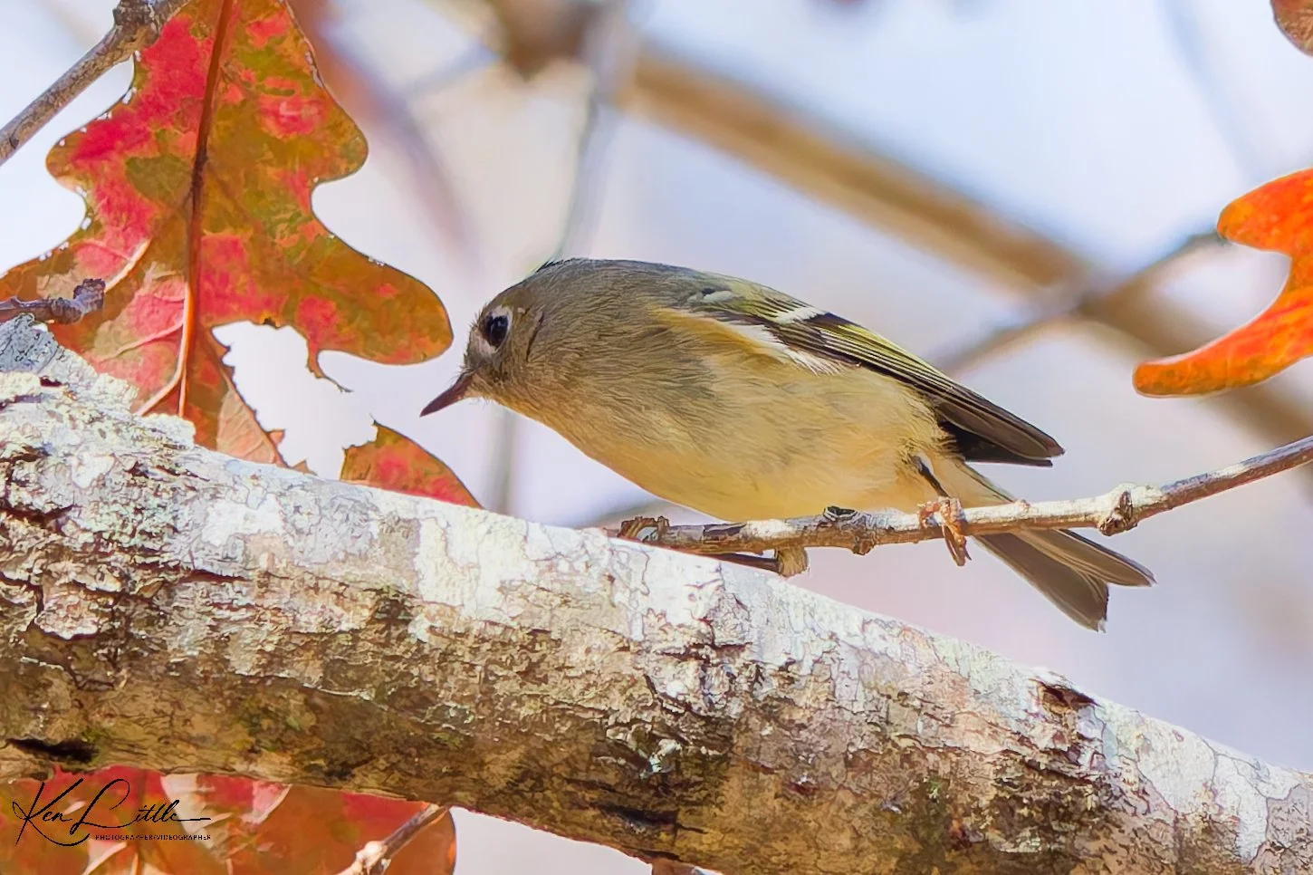 Ruby-crowned Kinglet - Oak Mt. State Park (November 2025)